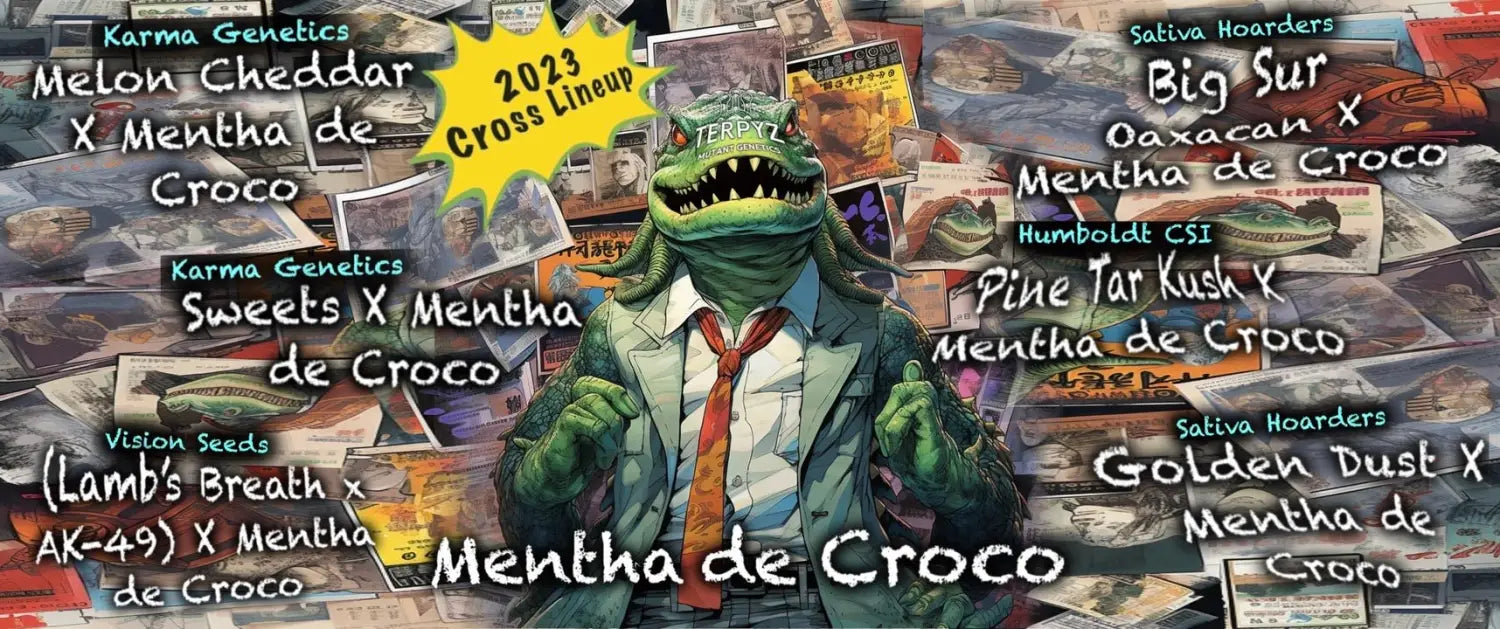 Mentha de croco 2023 cross lineup