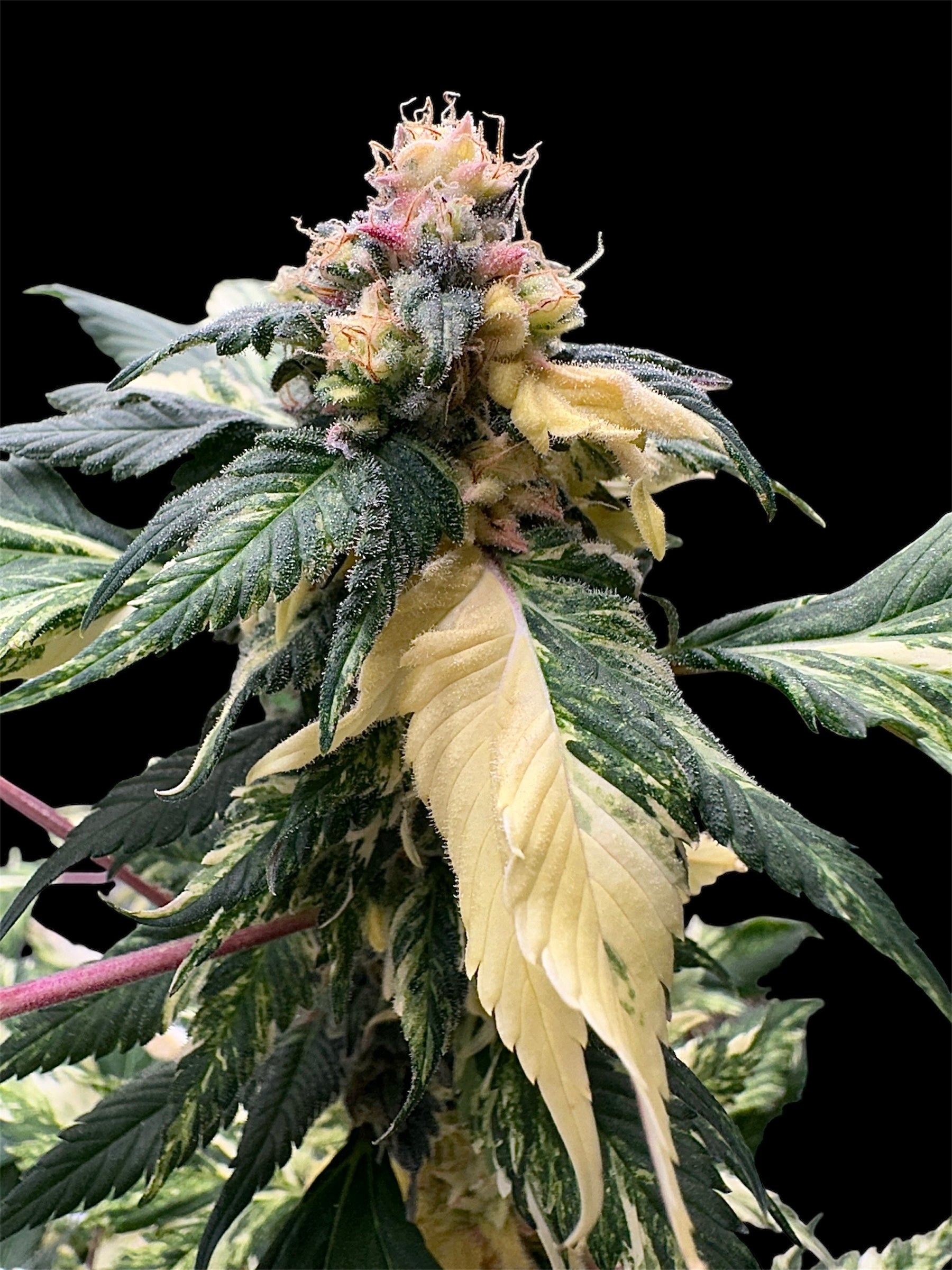 Variegated Sour GPP© (Sour GPP Variegated x (Sour Diesel Bx3 x Spicy Temptation GPP)