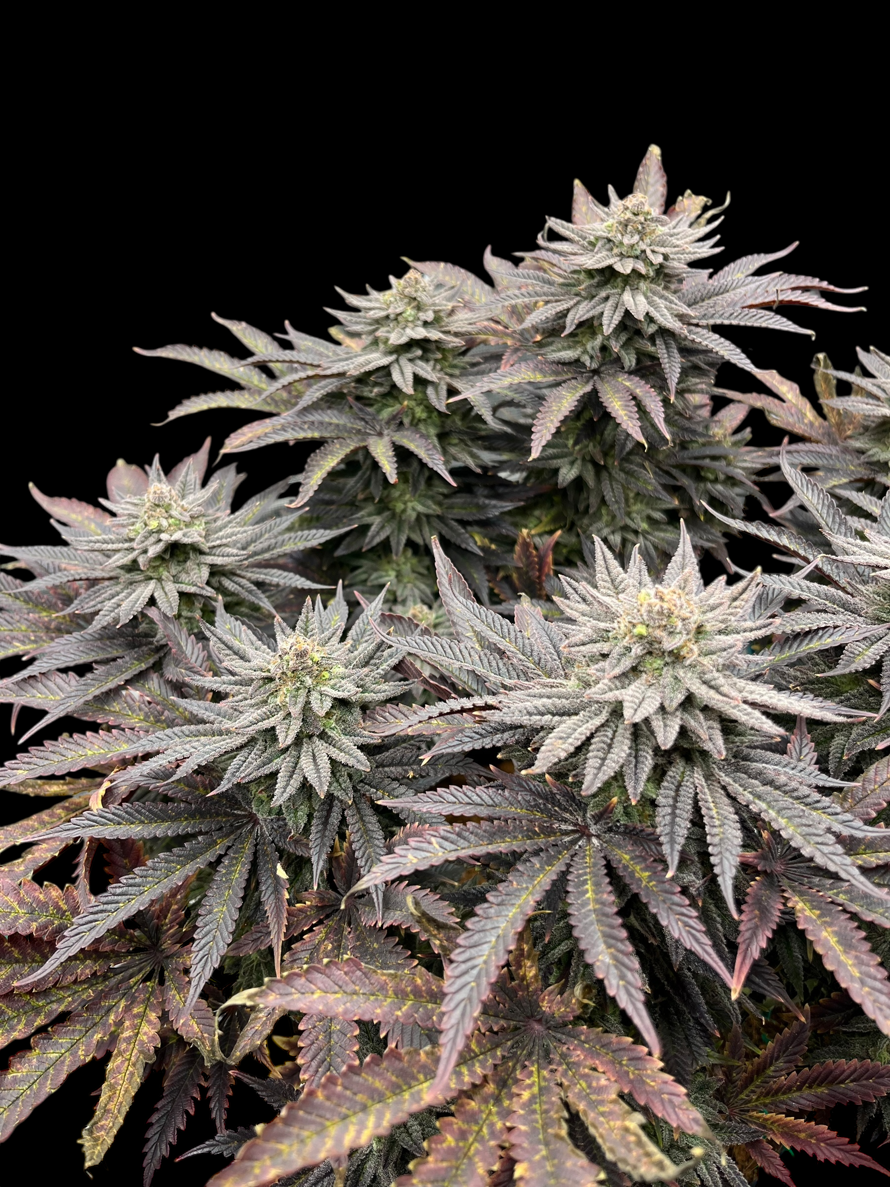 Super Menthol Haze© (Super Lemon Haze x Mentha de Croco Bx1 Fern)