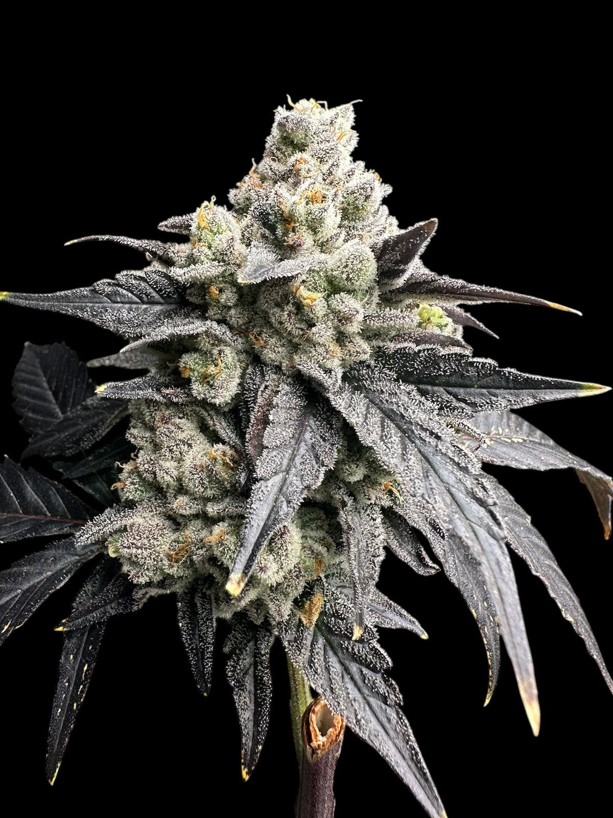 Vanilla Noir© Fem