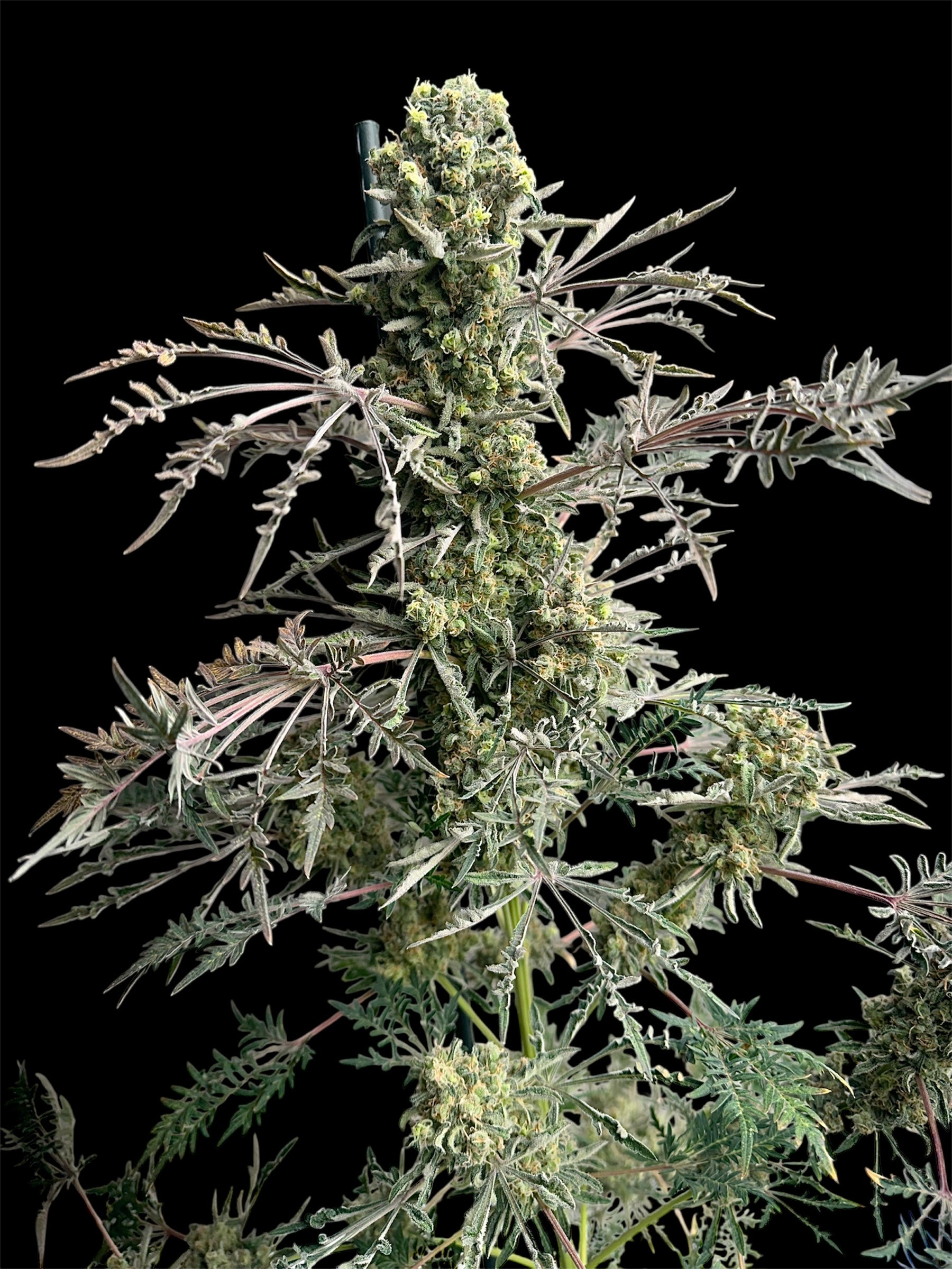 Mentha de Croco© Bx1 F2