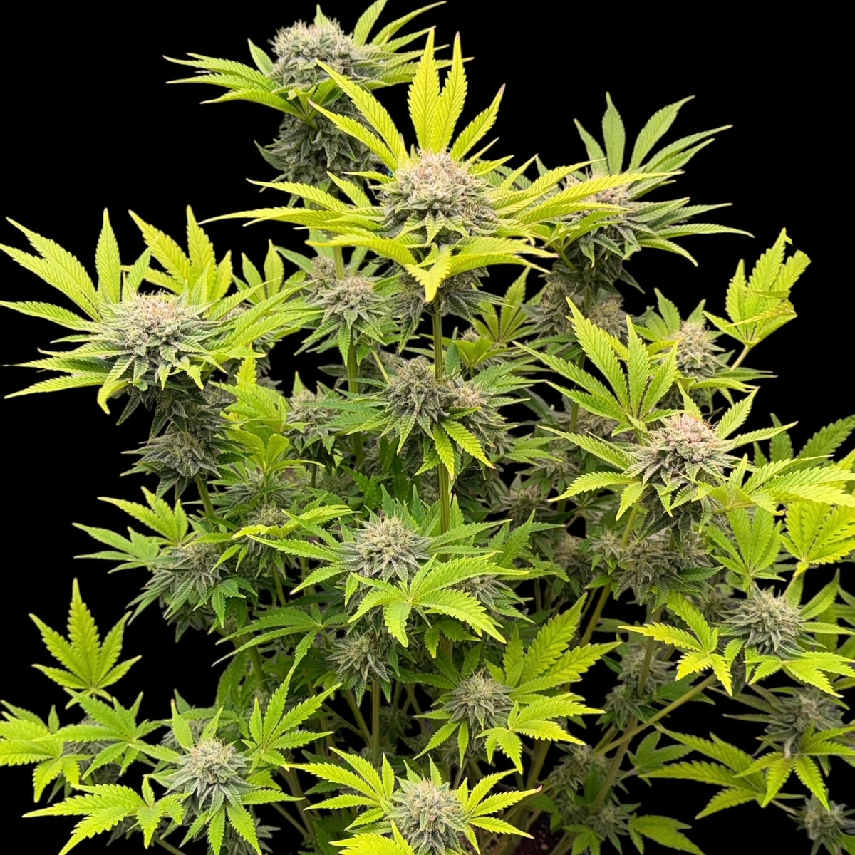 Fruit Trees© (Forbidden Fruit Cake x Mentha de Croco Bx1 Fern)