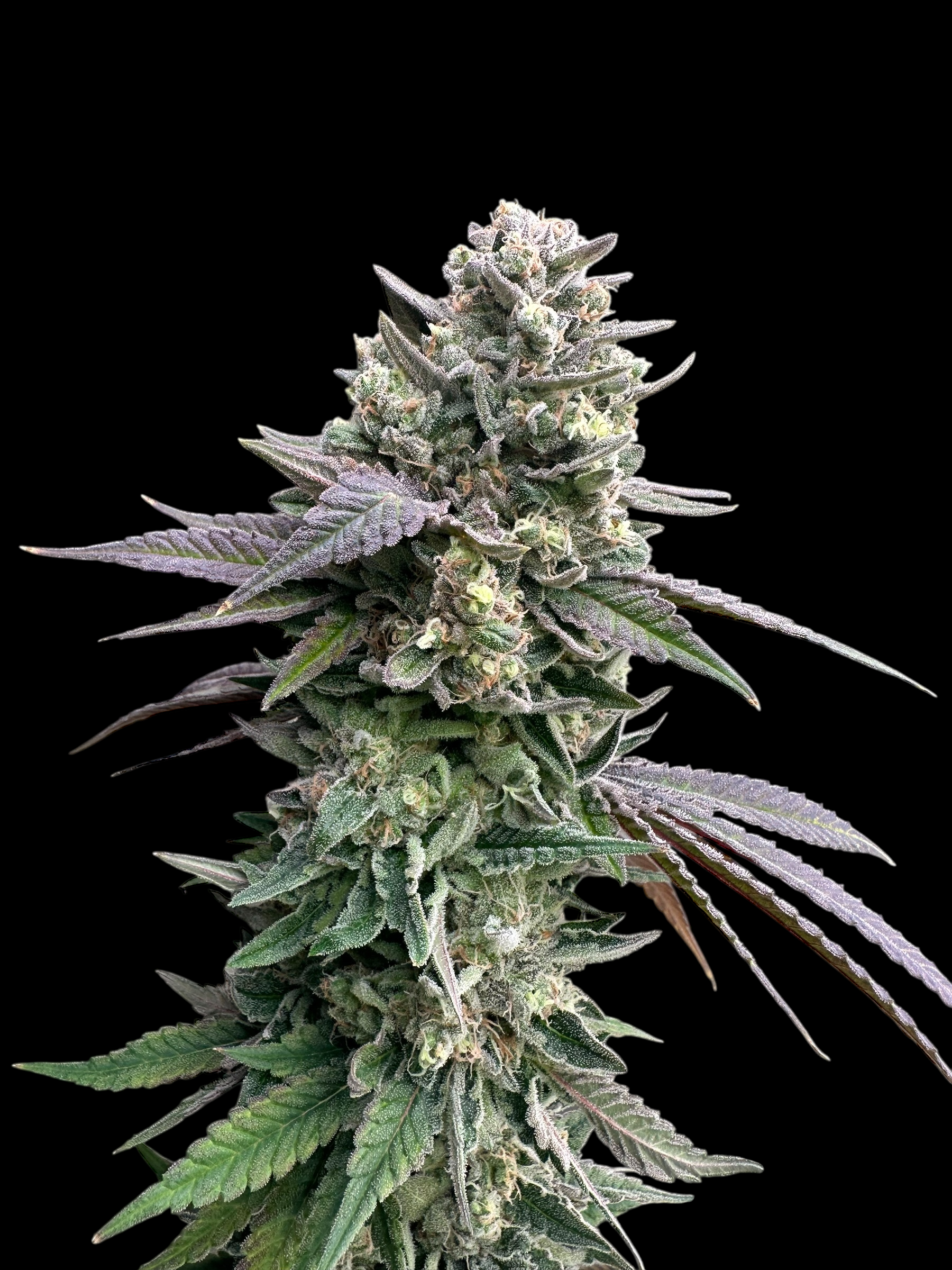 Cheddar Mintz© (Melon Cheddar x Mentha de Croco F1 "Fern-Type")