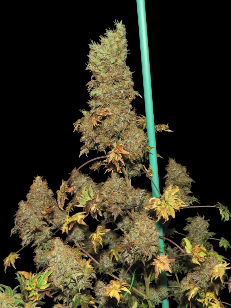 FlowOG ABC© (Flo Fusion ABC x Purple Urkle OG Dooligah F2)