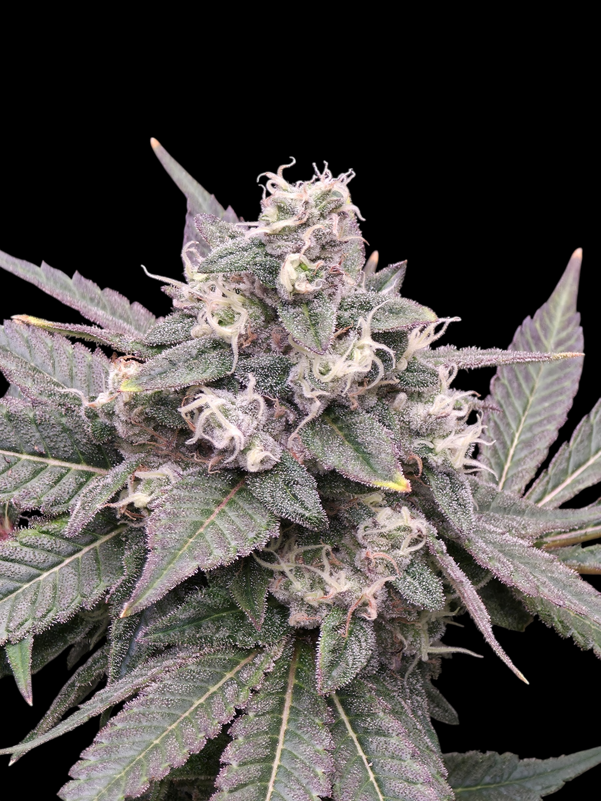MiZoap© (White Zoap x Mentha de Croco Bx1 Fern)