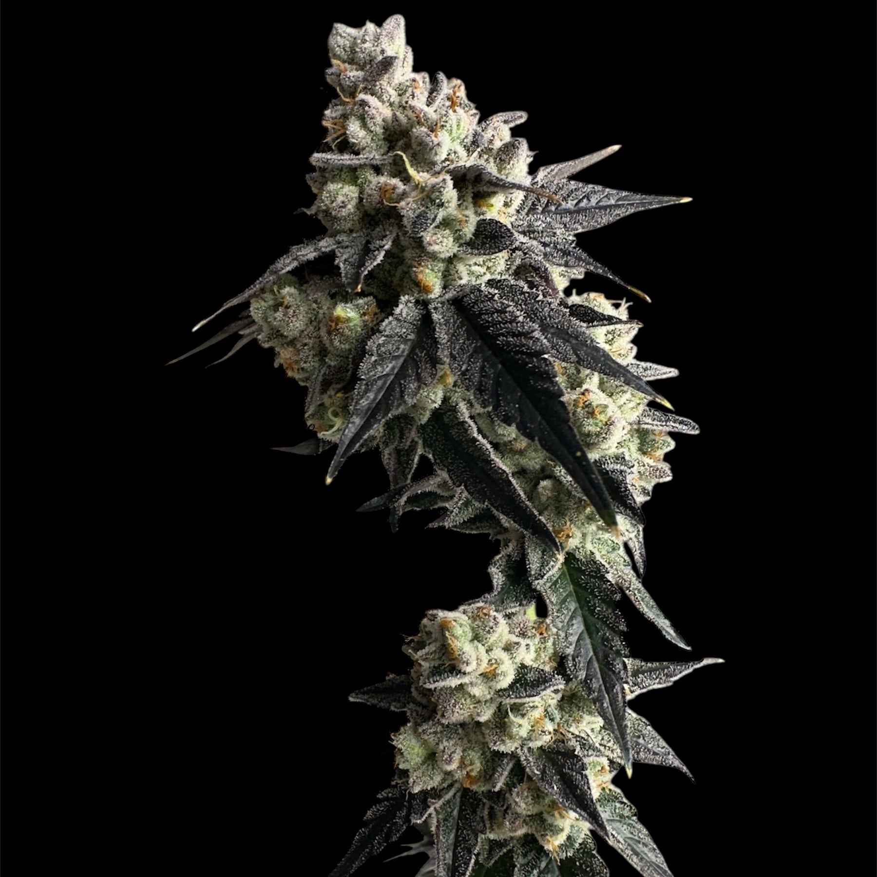 Vanilla Noir© Fem