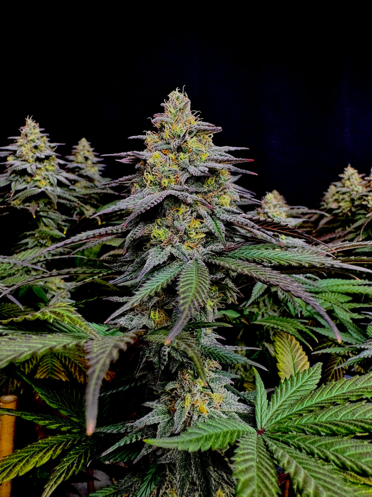 Gorilla Vanilla© Fem