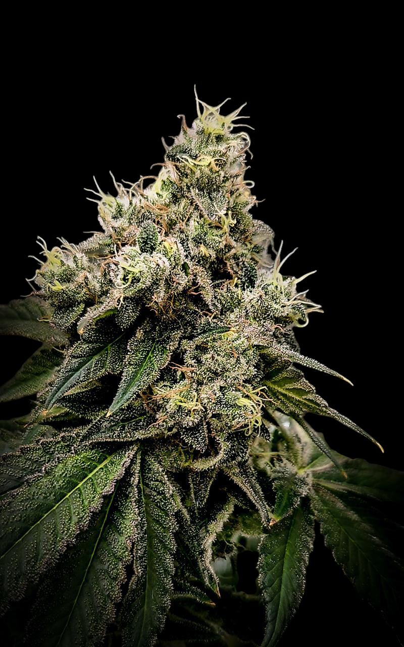 Tropical Spritzer