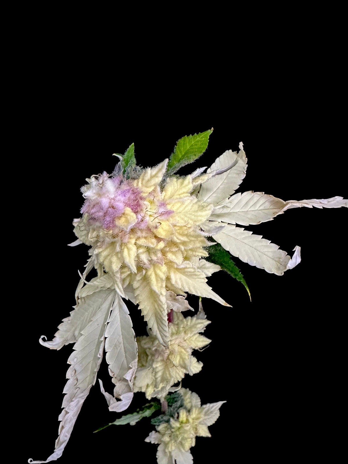 Variegated Parmigiano (Variegated Sour GPP x Guava Mezcal "Cheesus Christ Cut")