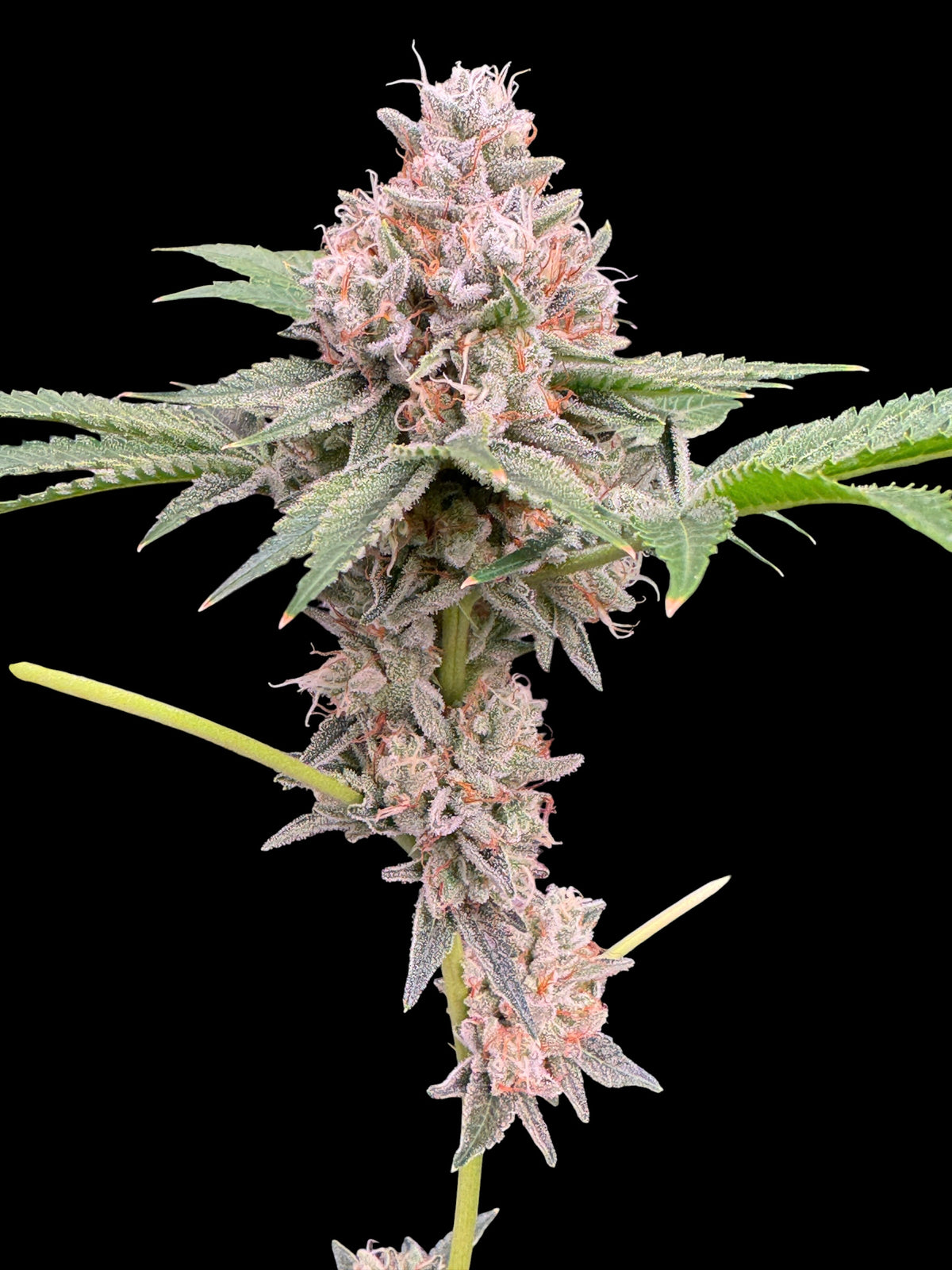 GaZ (Zbx1 F2 x Sour Melon)