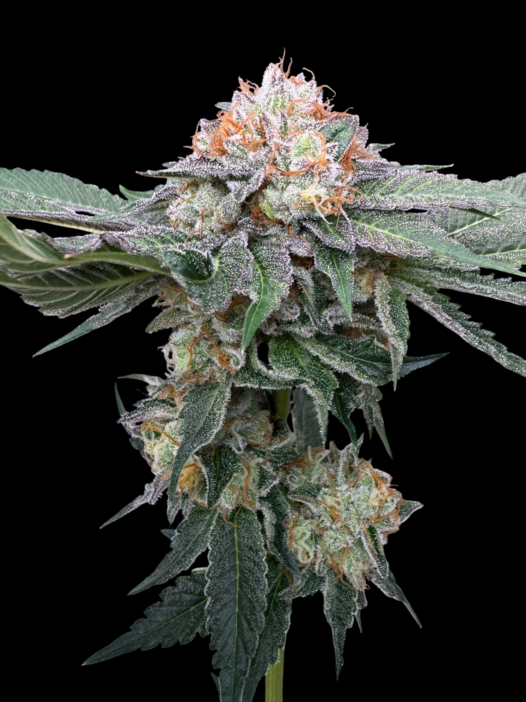 Sour Guava OG (Guava Mezcal "Cheesus Christ Cut" x Sour Melon)