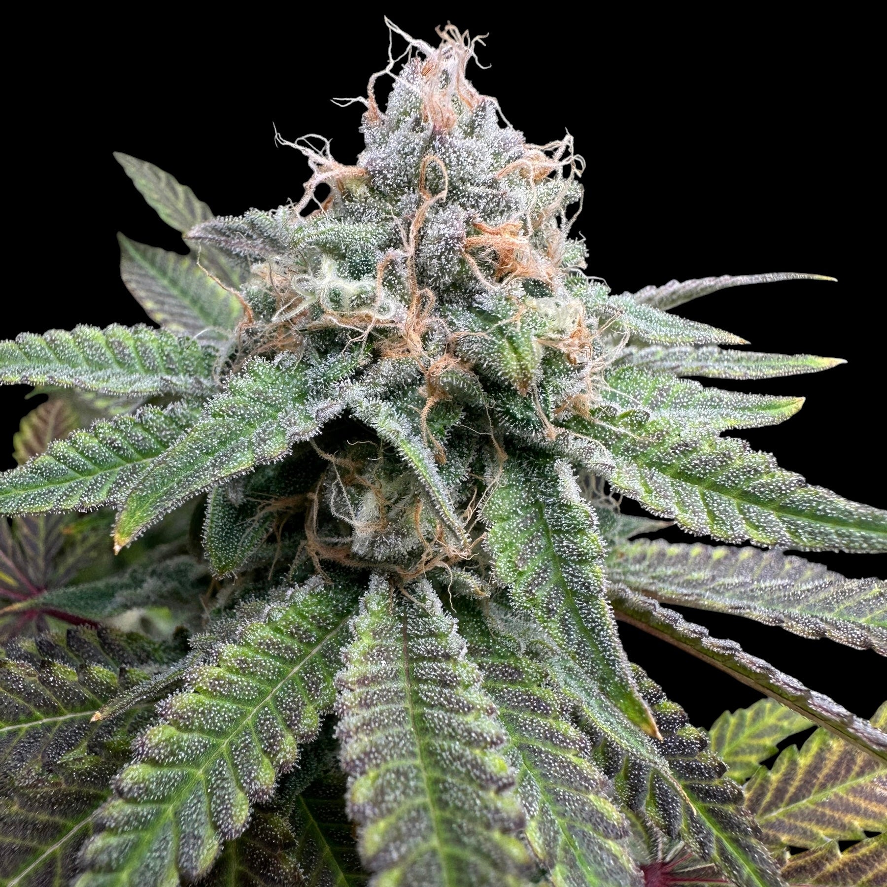 Mentha de Melon© Fem