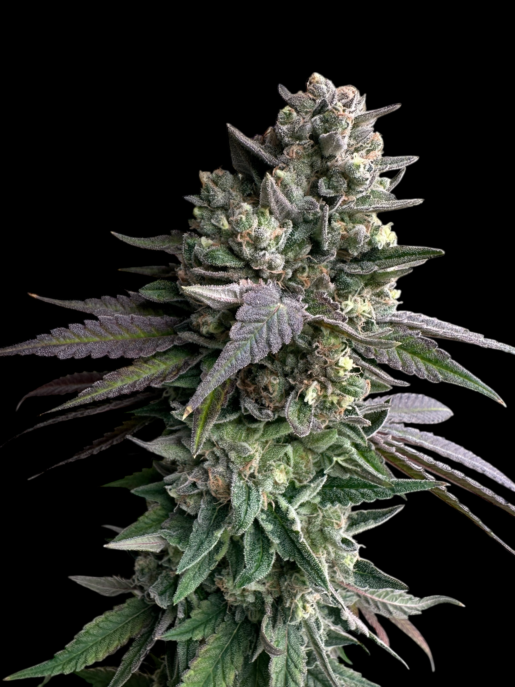 Cheddar Mintz© (Melon Cheddar x Mentha de Croco F1 "Fern-Type")