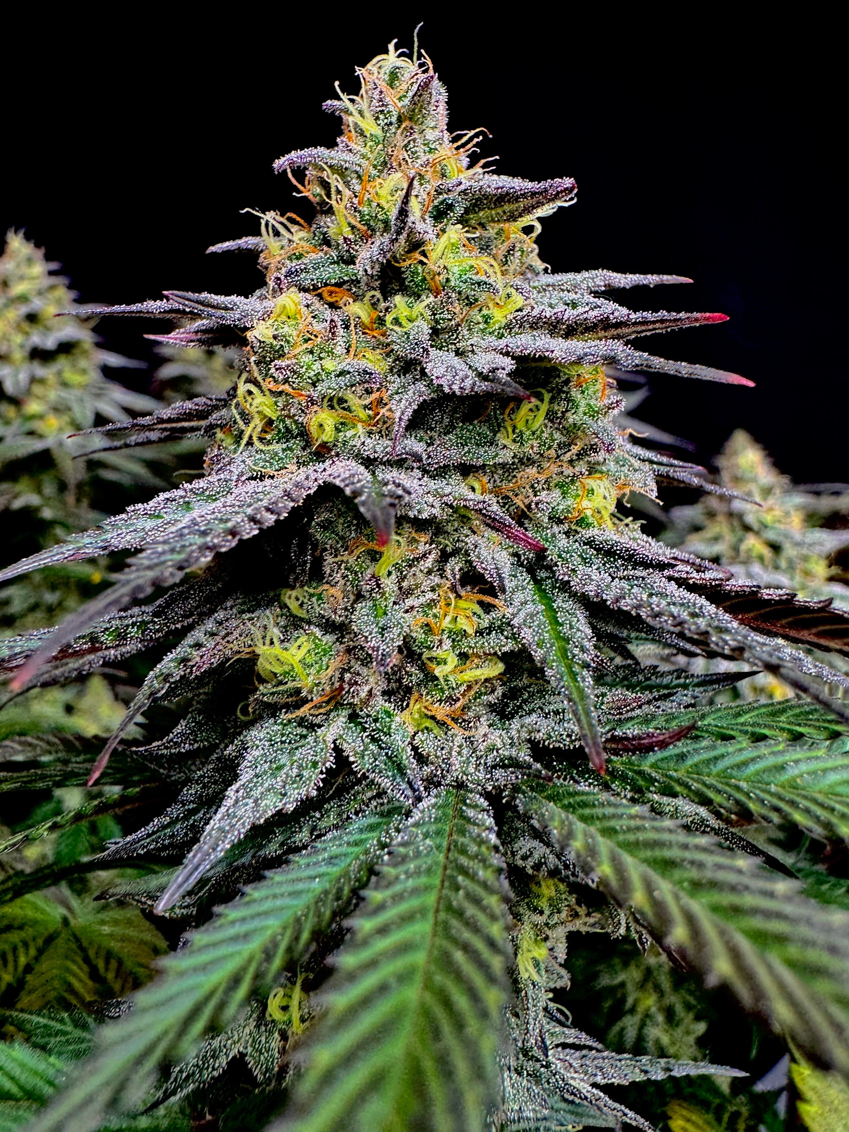 Gorilla Vanilla© Fem