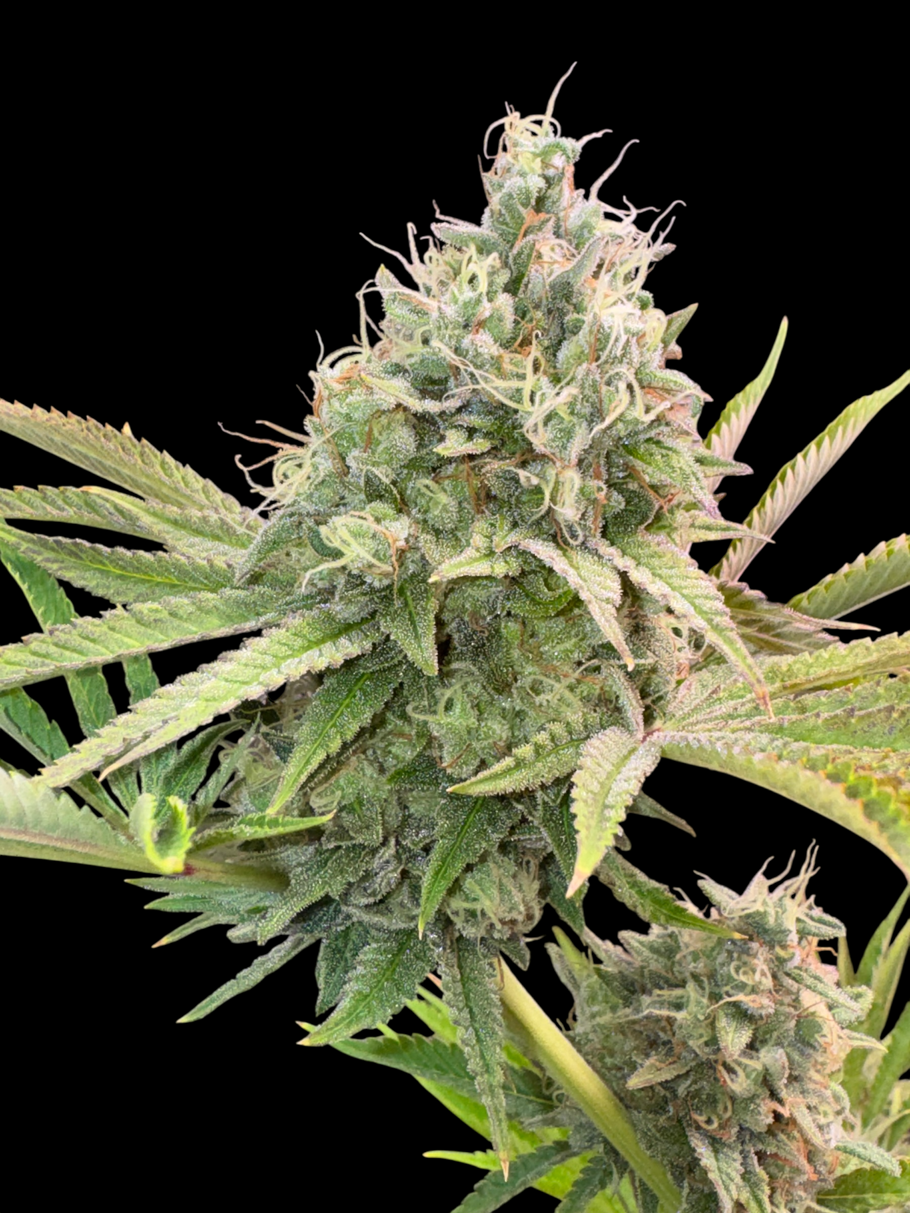 Dirty Sour© (Sour Diesel Bx2 x Mentha de Croco Bx1 Fern)