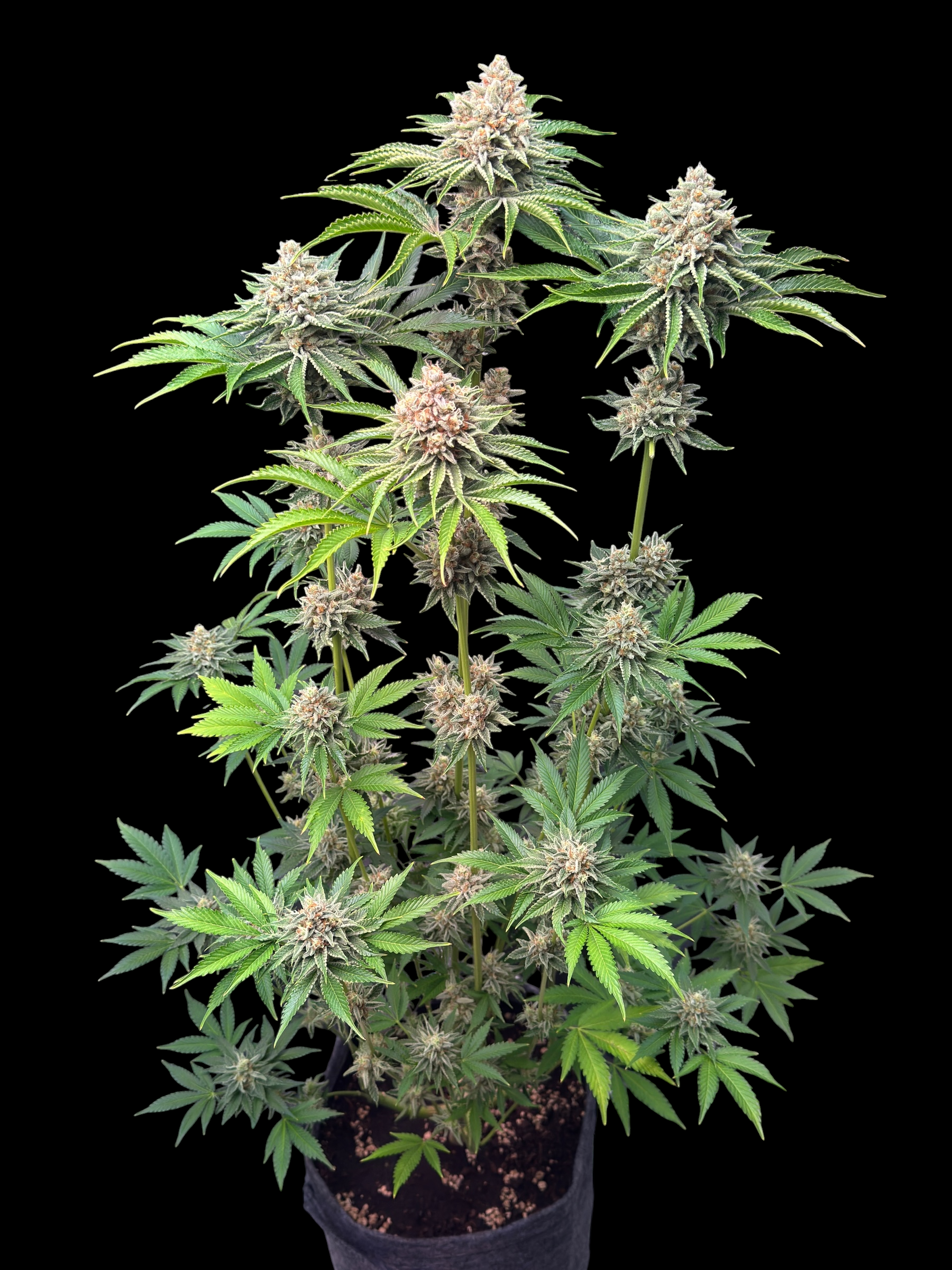 SourCenter OG ((Rainbow Haze "Rainbow Belts Haze Pheno") × Sour Melon)
