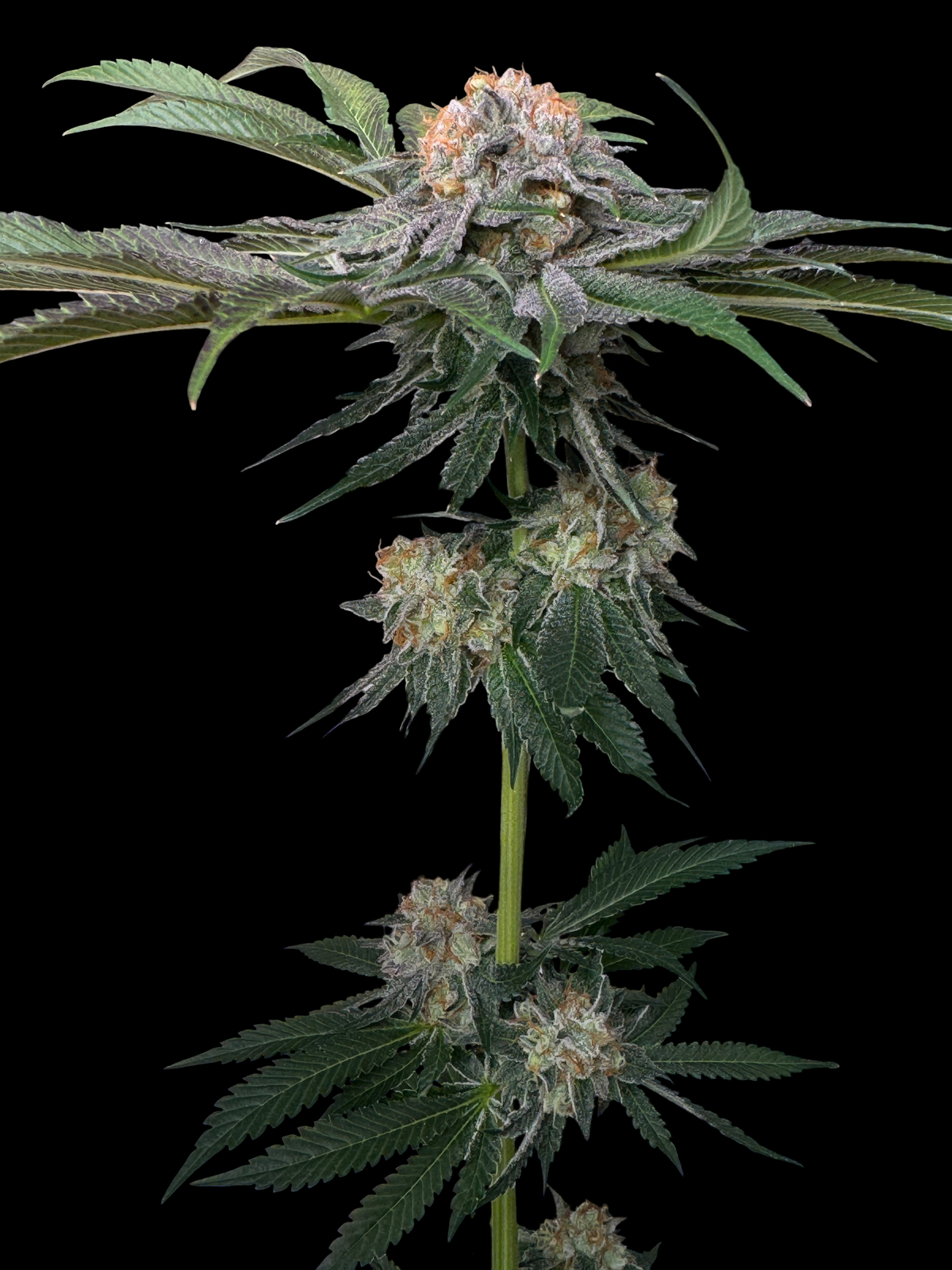 Sour Guava OG (Guava Mezcal "Cheesus Christ Cut" x Sour Melon)