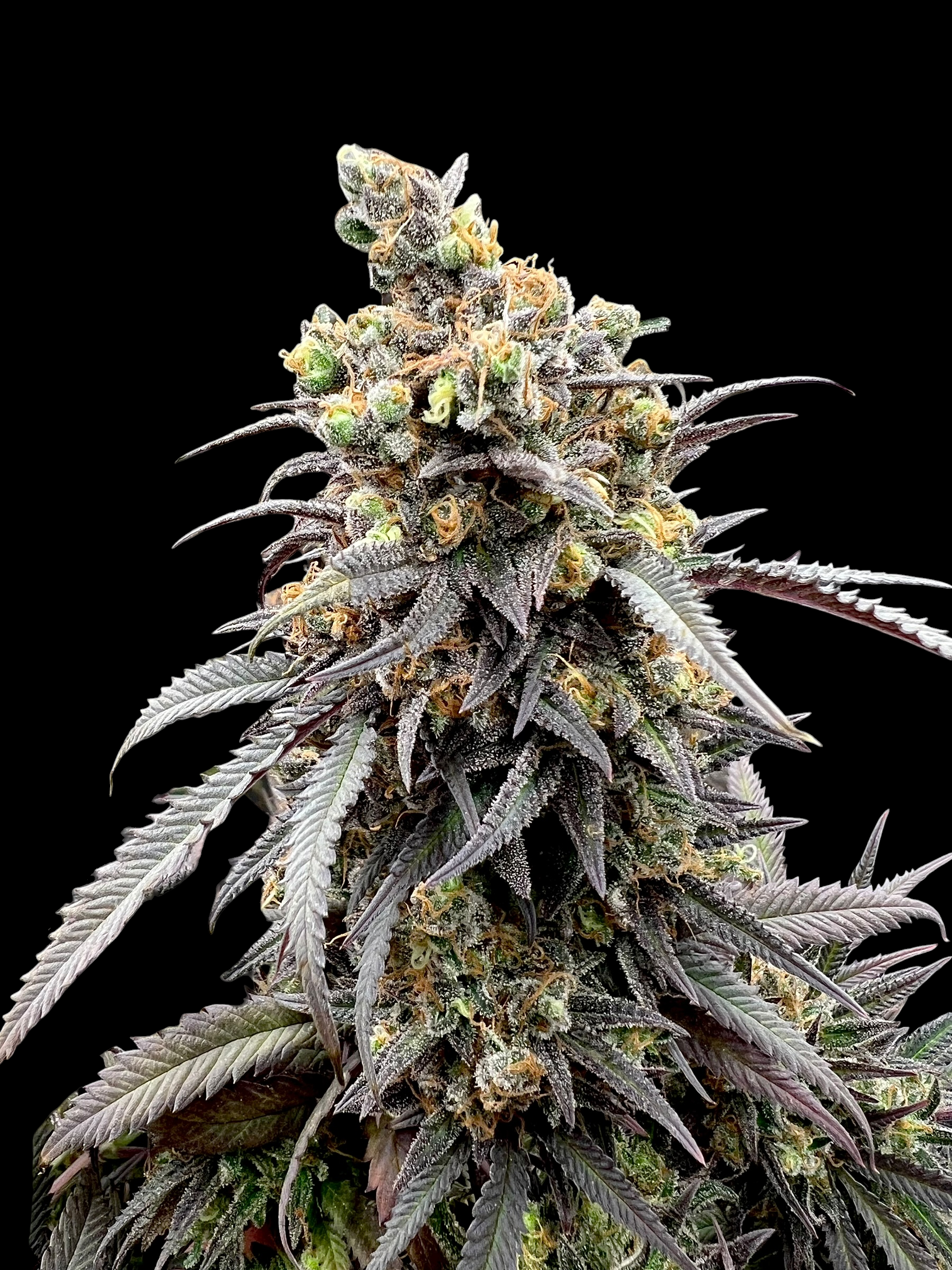 Mentha de Croco© Croco Reg *Begrenzt*
