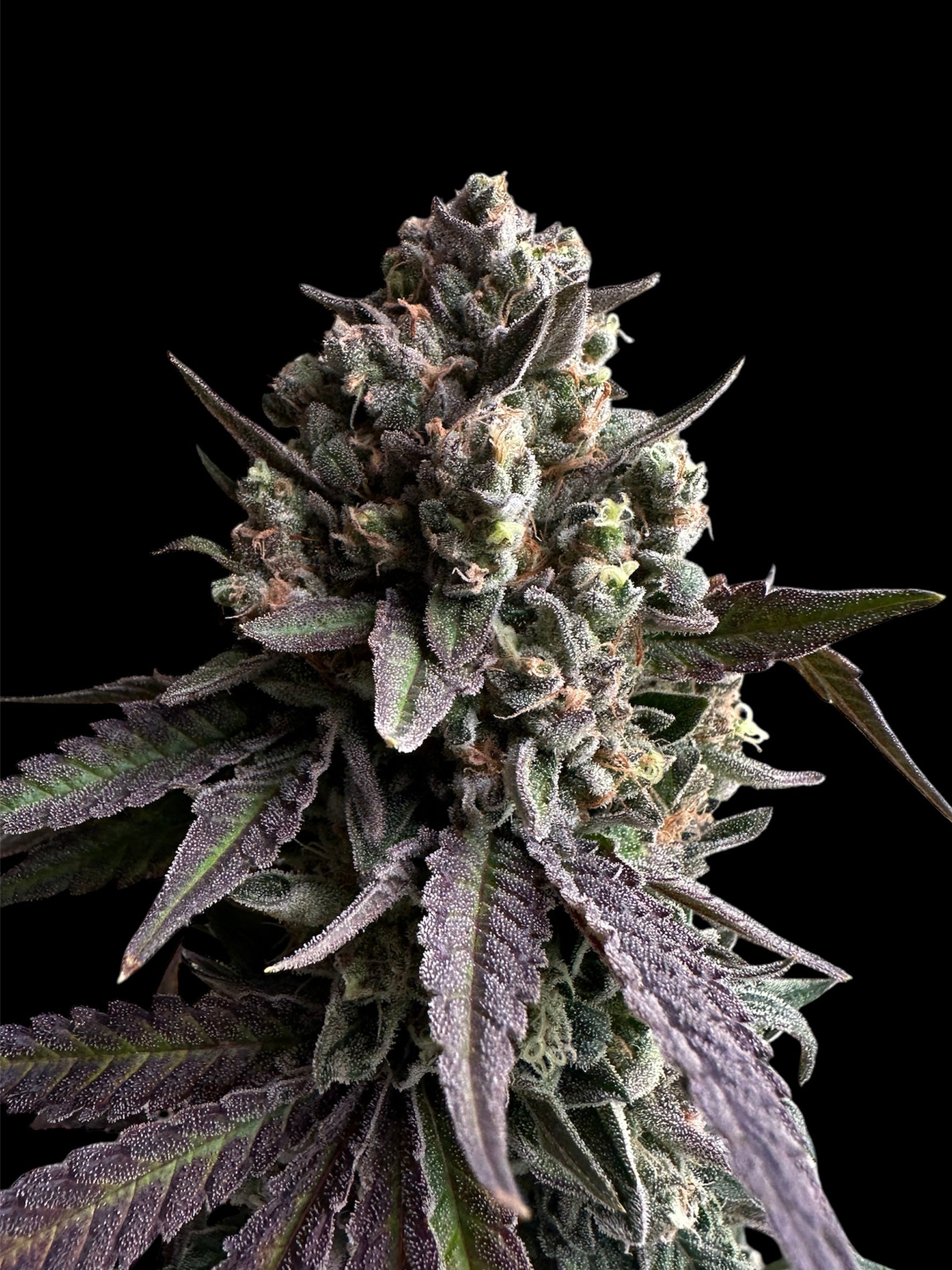 Cheddar Mintz© Semi-F1 Reg