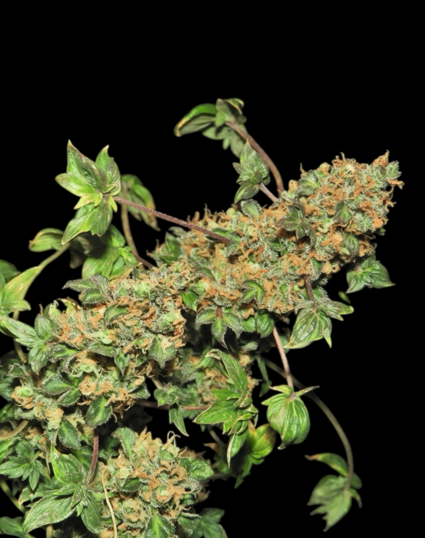 ABC Pink OG© Mutant Reg