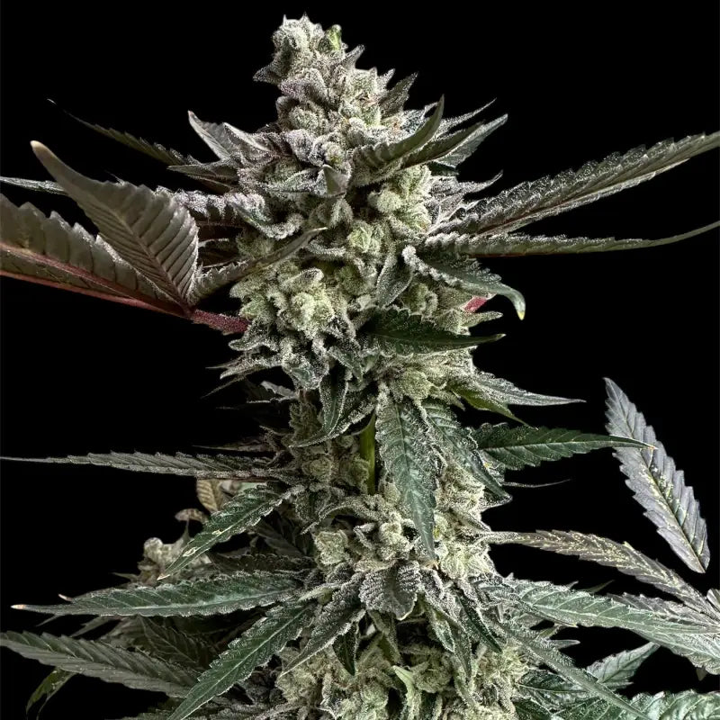 33 og© fem terpyz mutant genetics feminized cannabis seeds