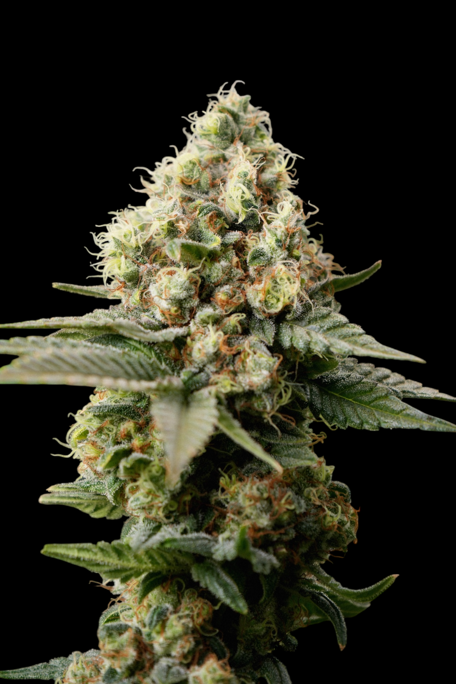 Neon Wasabii© (Wasabii × Mentha de Croco Fern Bx1 Fern)