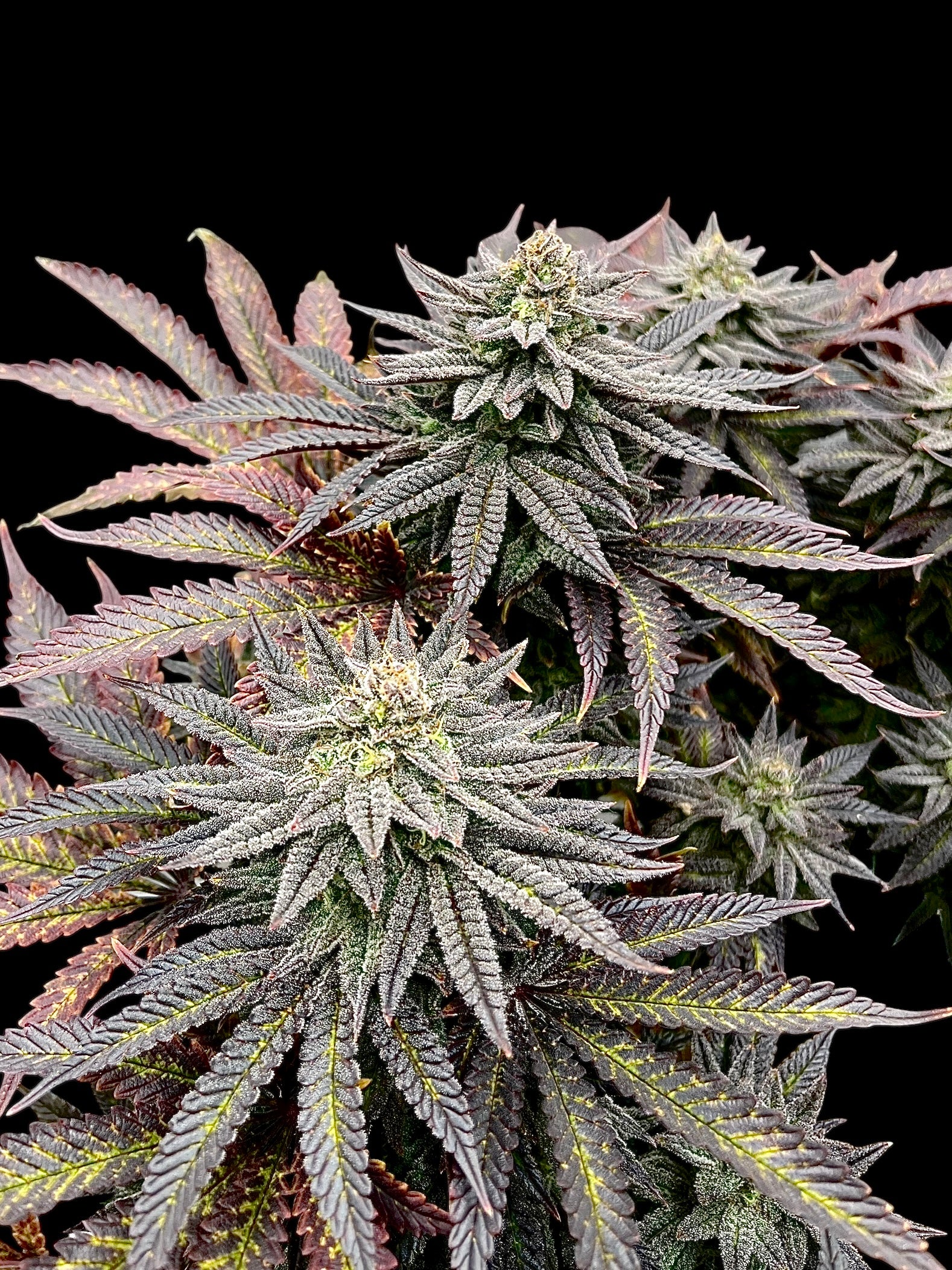 Super Menthol Haze© (Super Lemon Haze x Mentha de Croco Bx1 Fern)