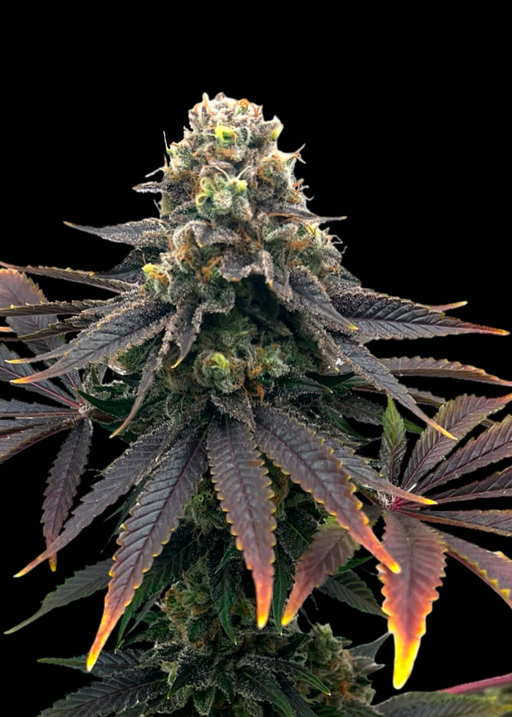 Offshore OG© Fem