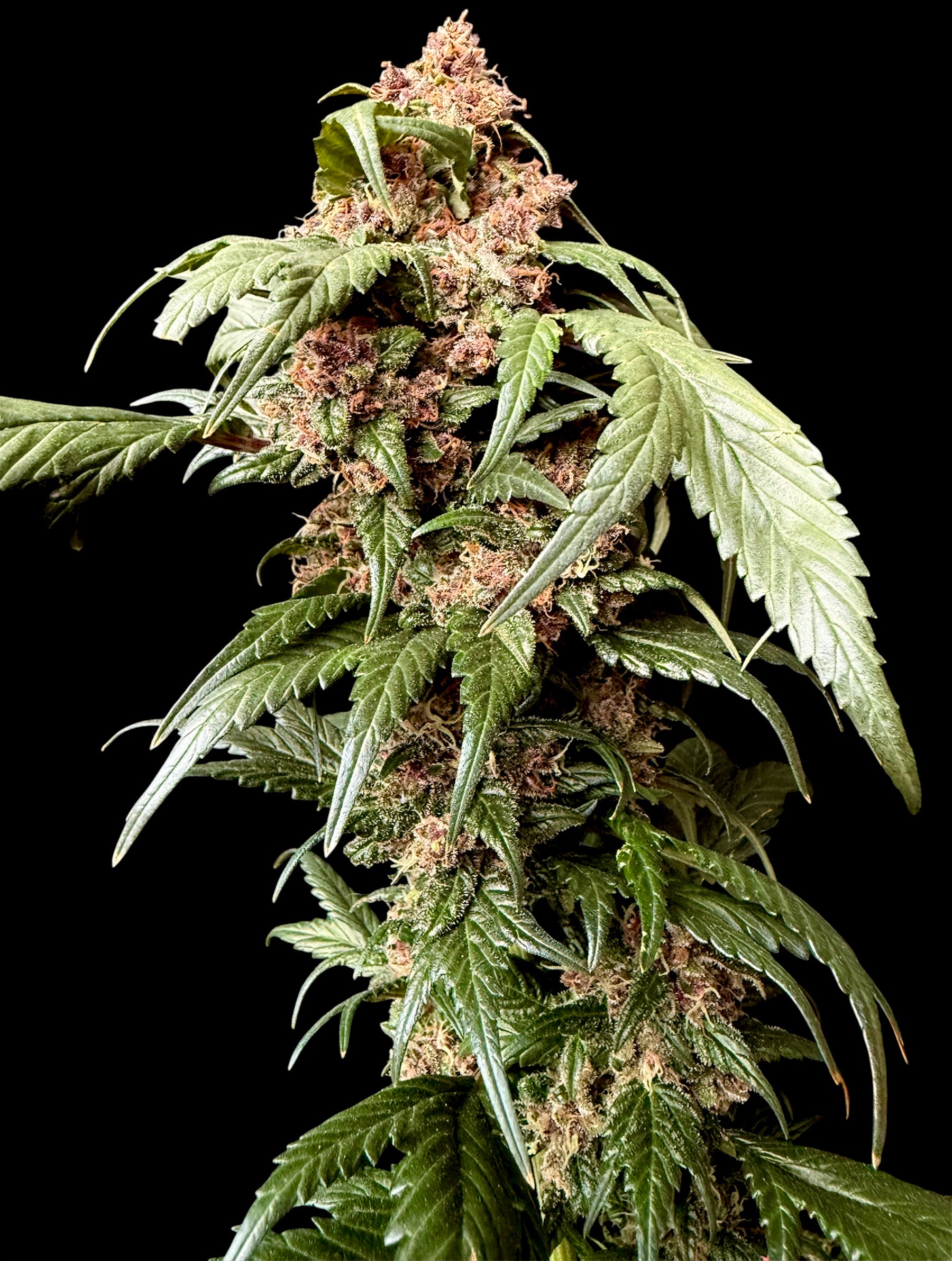 CBG GPP© (BBx 2CBG x GPP HBK 2.0) X SupaswagMDC// Open GPP
Hybrids)