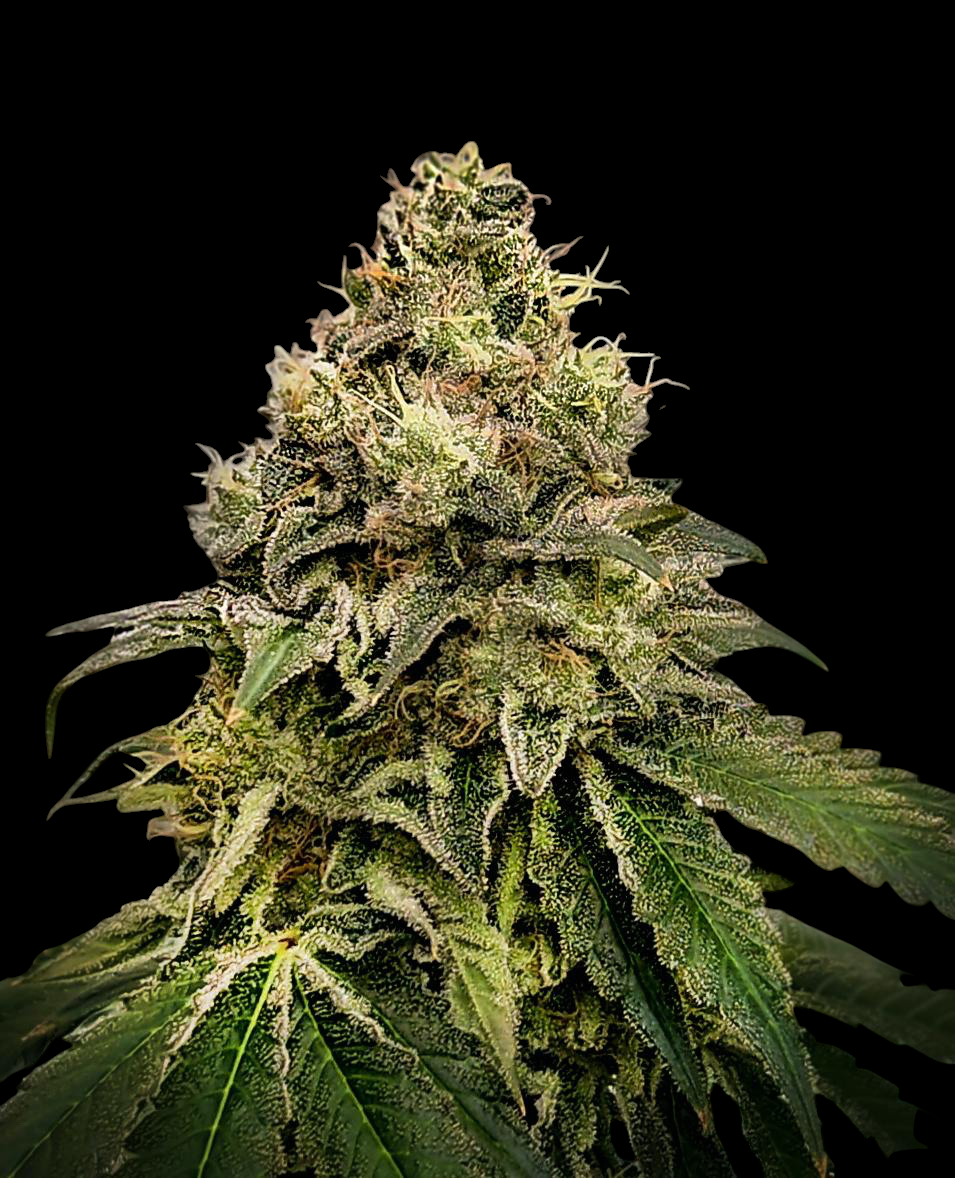 Tropical Spritzer (Tropicana Cherry x Spritzer)