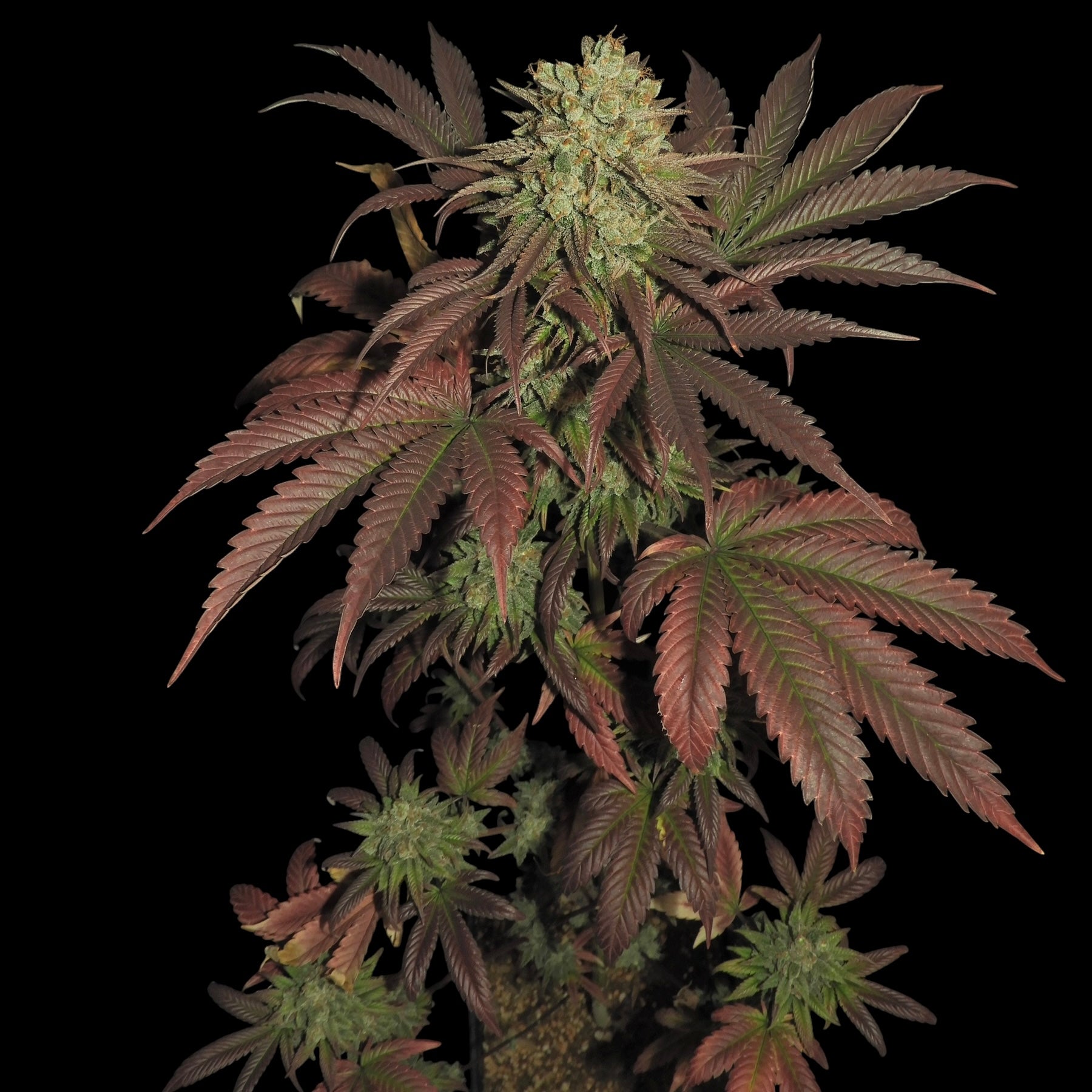 Haze D’Lux© Fem *LIMITED*
