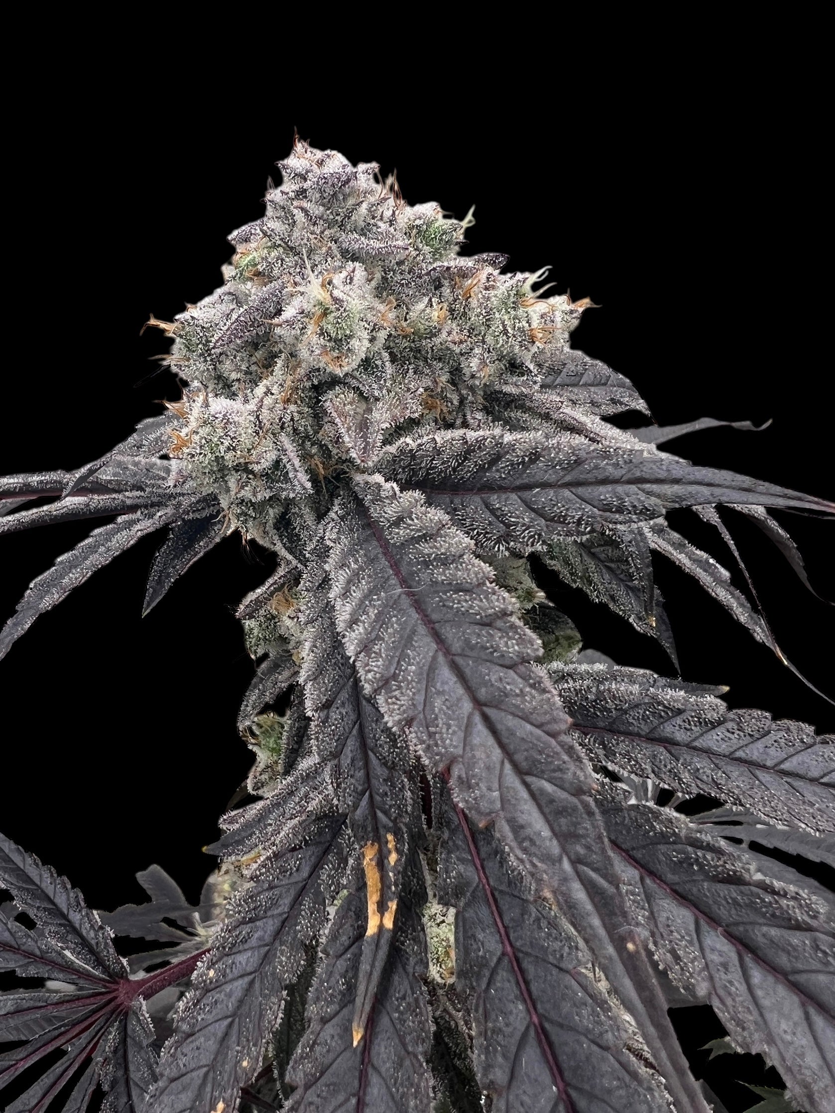 TerpyZ Punch S1 Fem