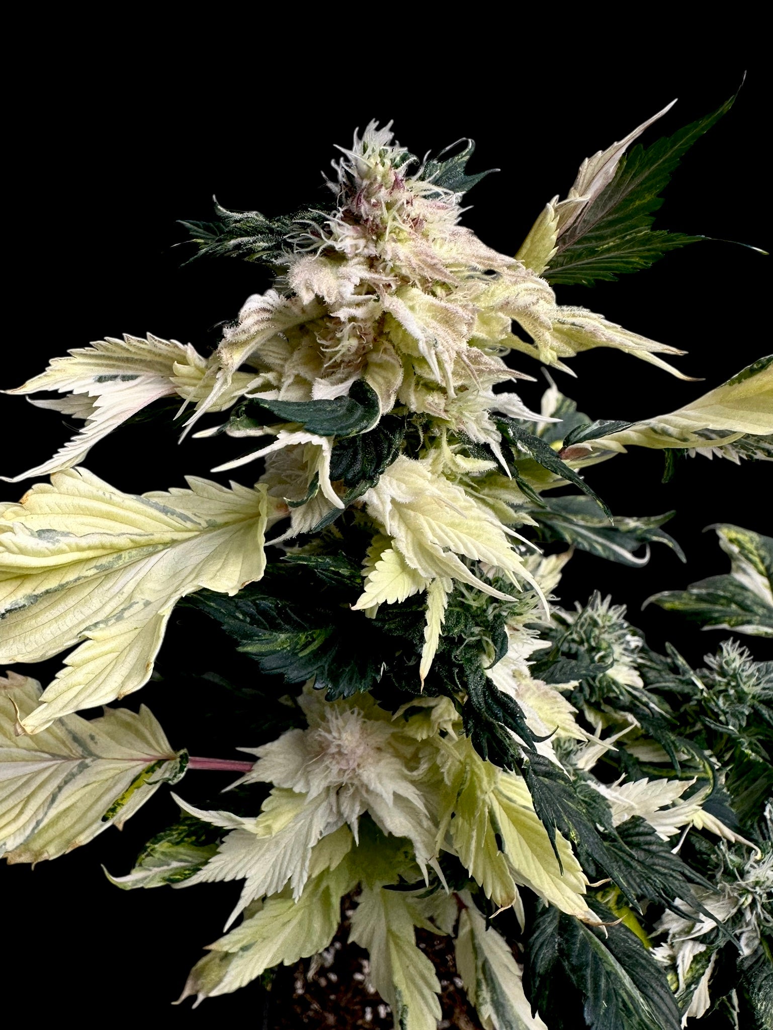 Variegated Sour Picasso© (Pink Pablo x (Sour Diesel Bx3 x Spicy Temptation GPP)
