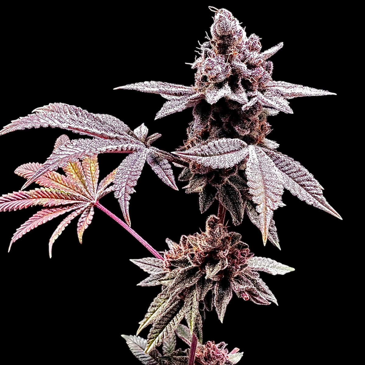 Gary & Gas© (Gary’s Nuts × Mentha de Croco Bx1 Fern)