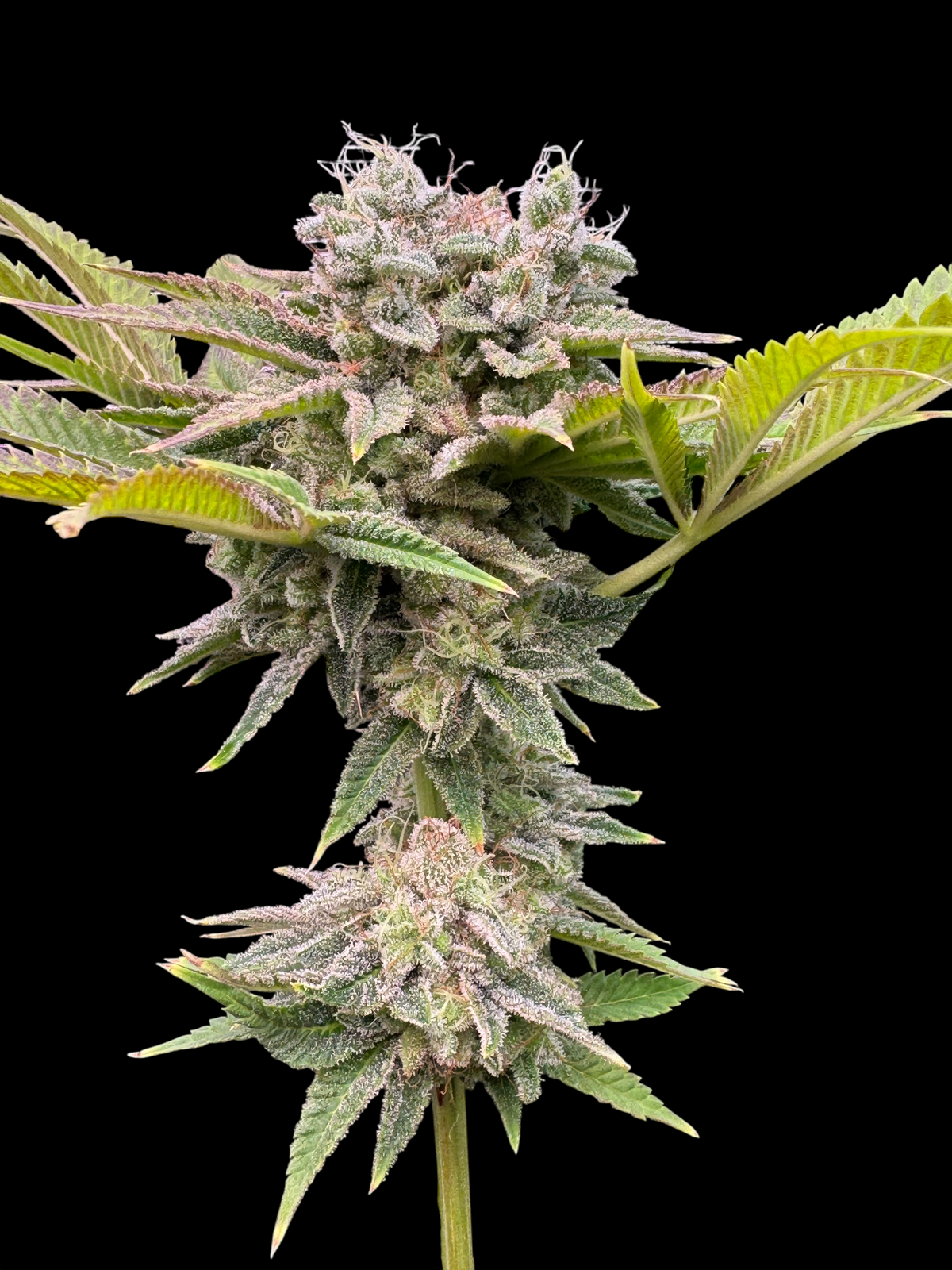 Fruit Trees© (Forbidden Fruit Cake x Mentha de Croco Bx1 Fern)