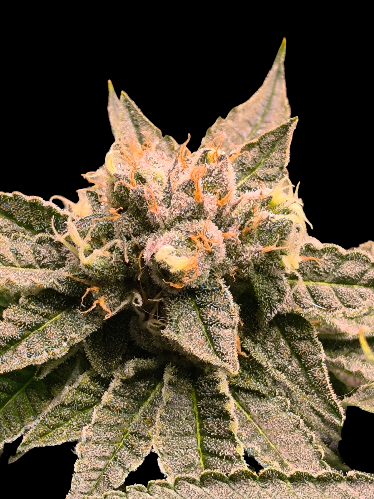 Mint & Peaches© (Blue Peach × Mentha de Croco Bx1 Fern)