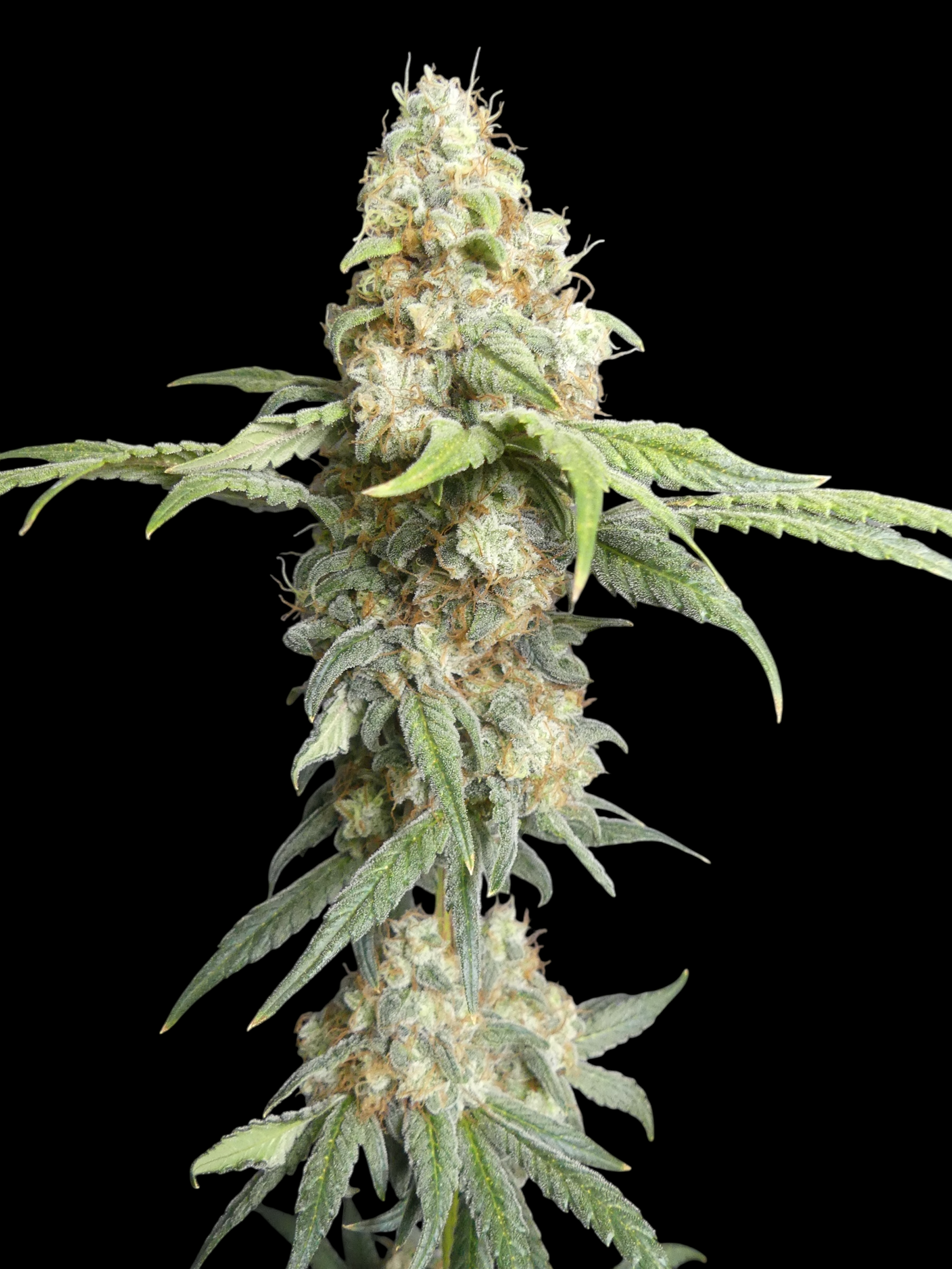 ZITRO© (Zi Melon × Mentha de Croco Fern Bx1)