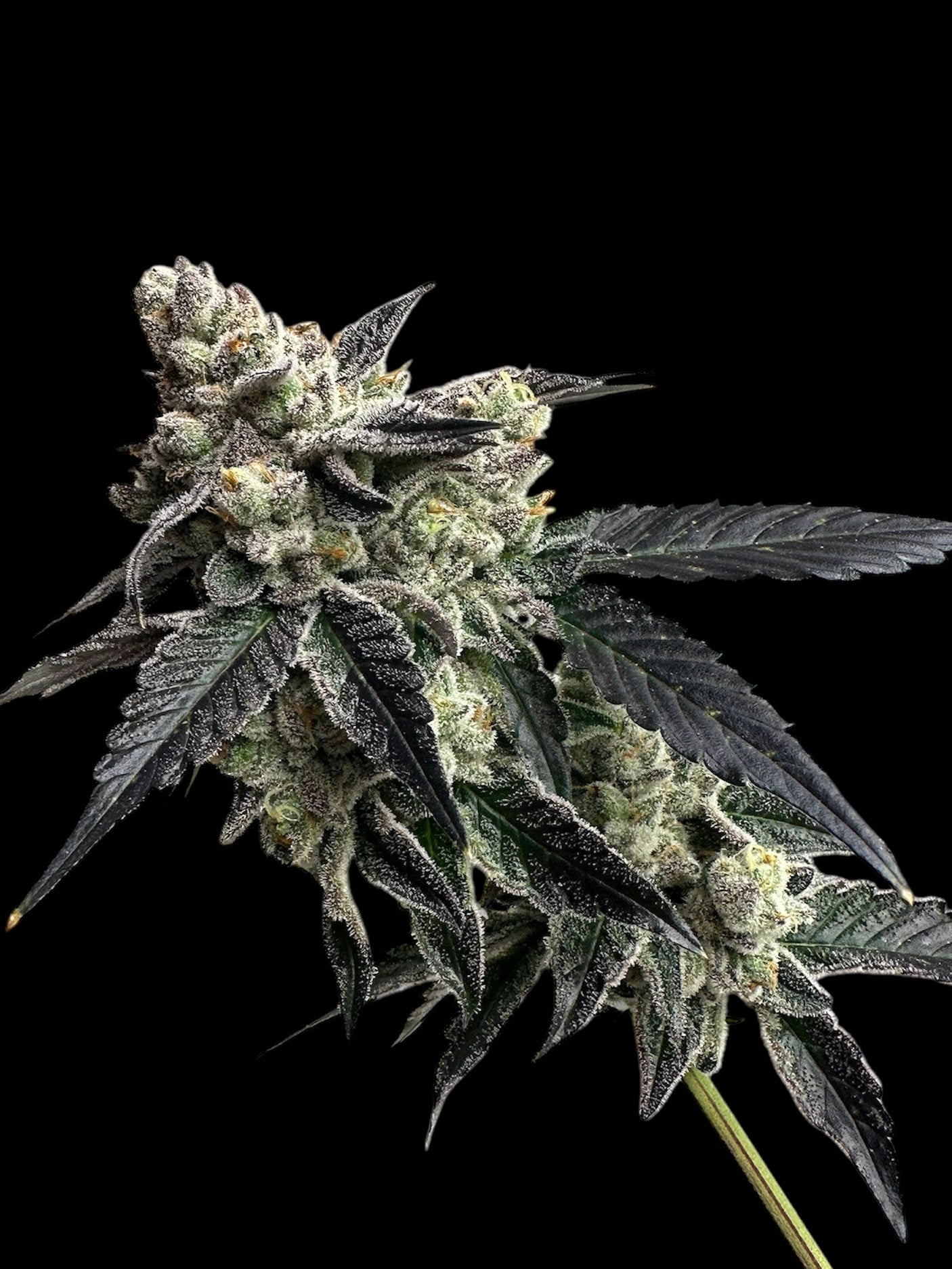 Vanilla Noir© Fem