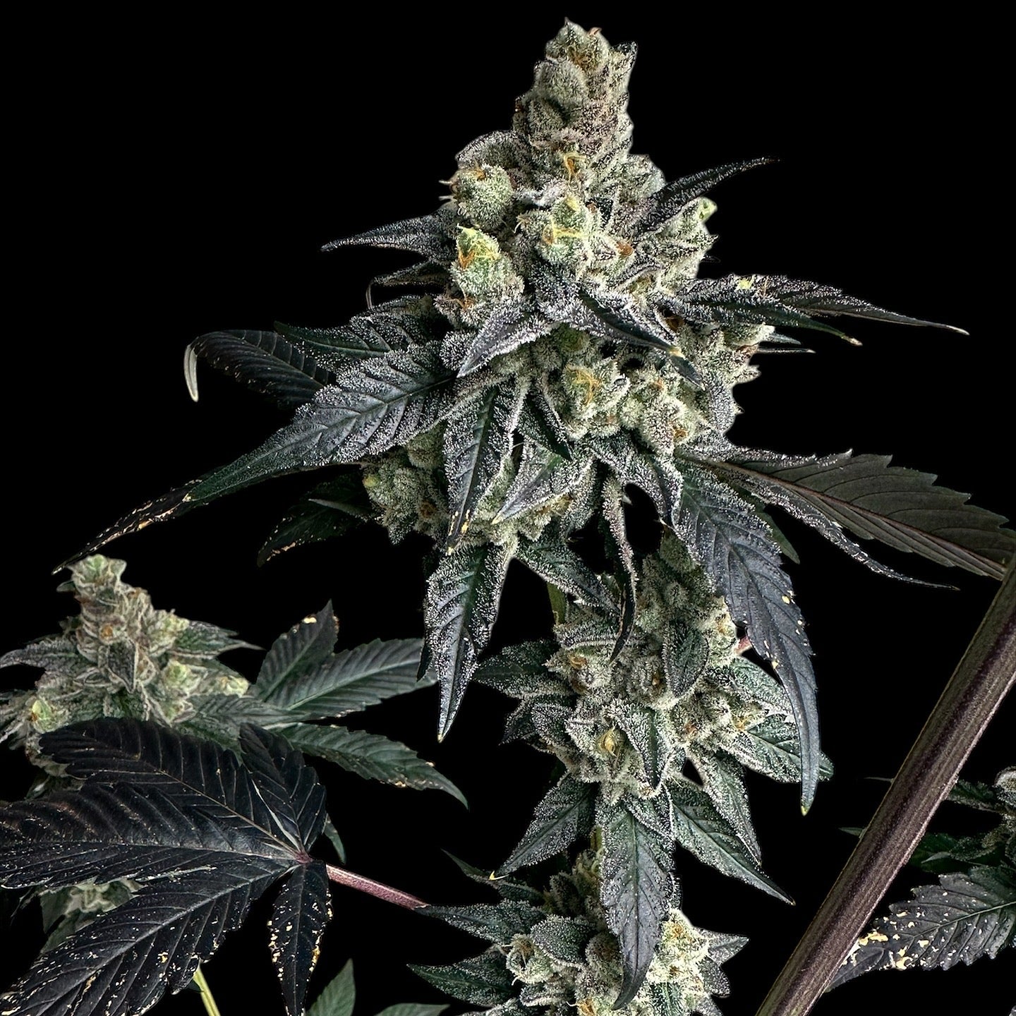 Vanilla Noir© Fem