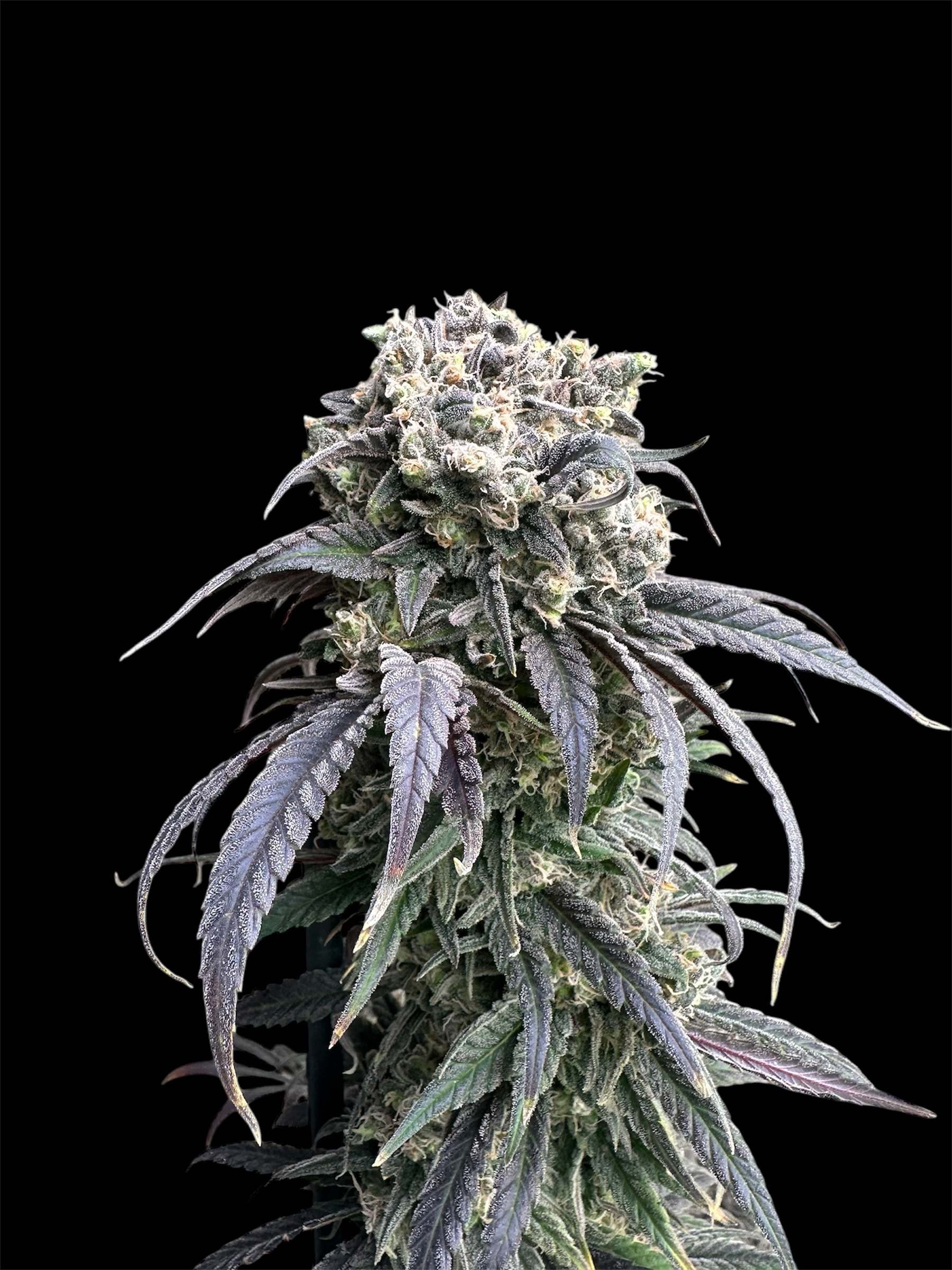 Zacatecas Skunk© Semi F1 Reg