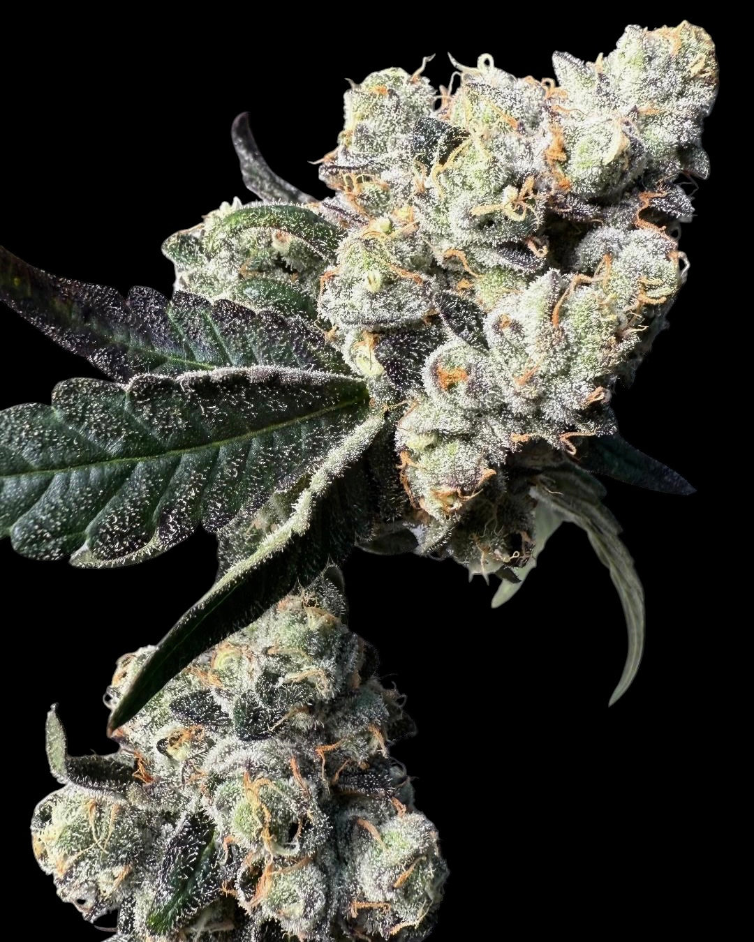 Banana Jello (Banana jelly x Spritzer)