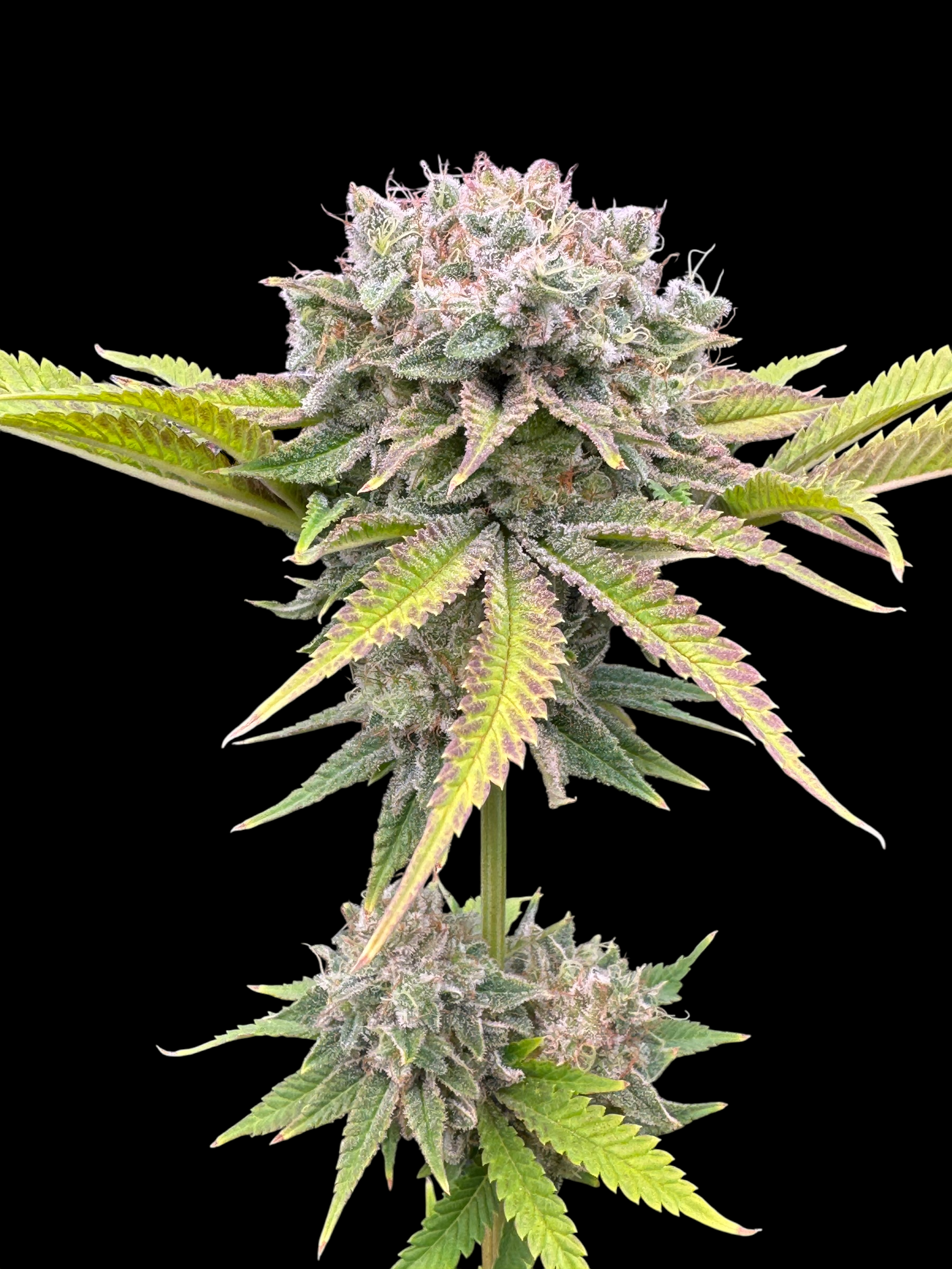 Fruit Trees© (Forbidden Fruit Cake x Mentha de Croco Bx1 Fern)