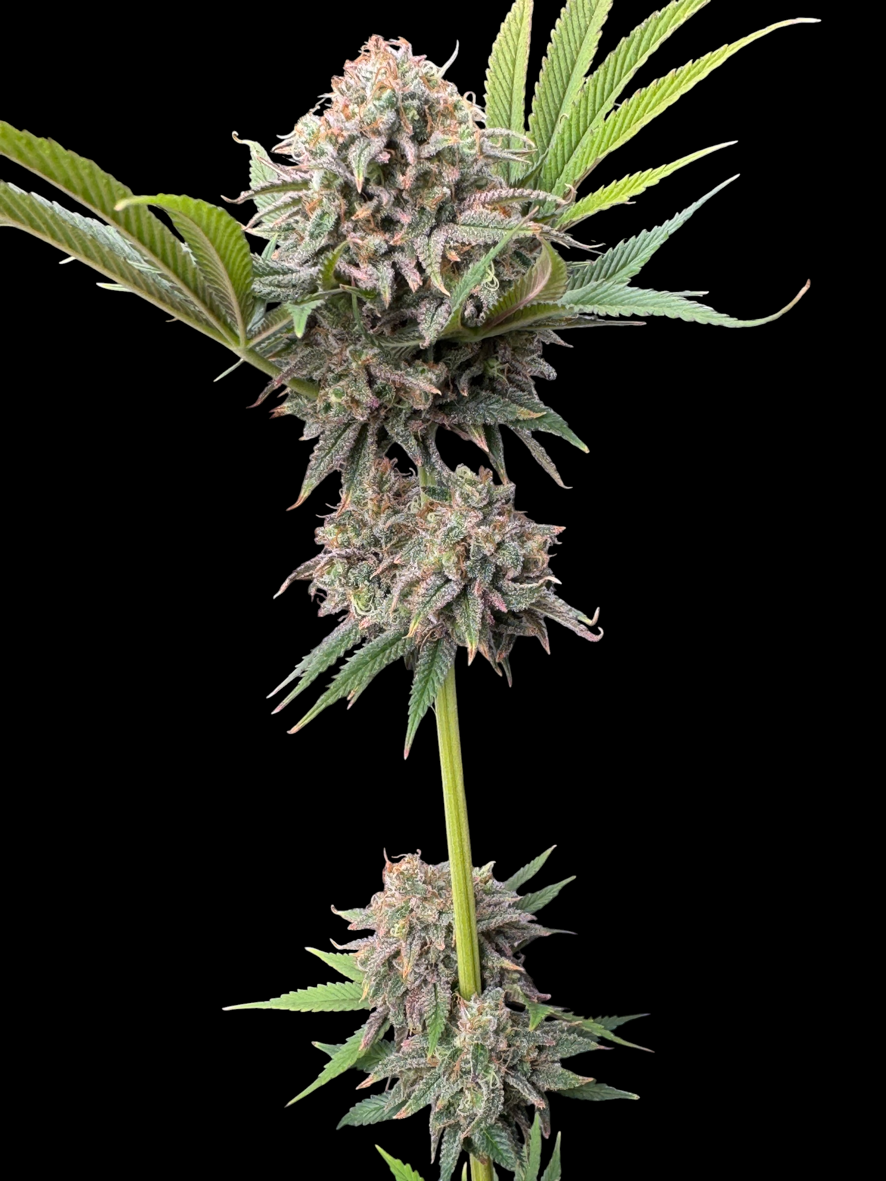 MACandarin (Forbidden Fruit Cake x (MAC x Mandarin Squeeze)