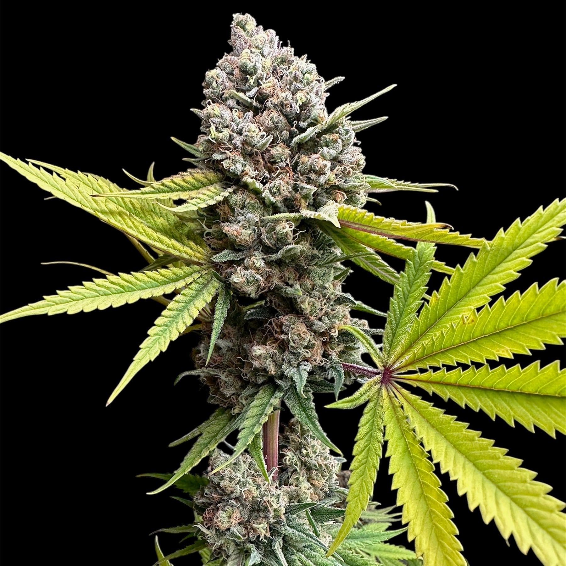 Cheddar Mintz© Semi-F1 Reg