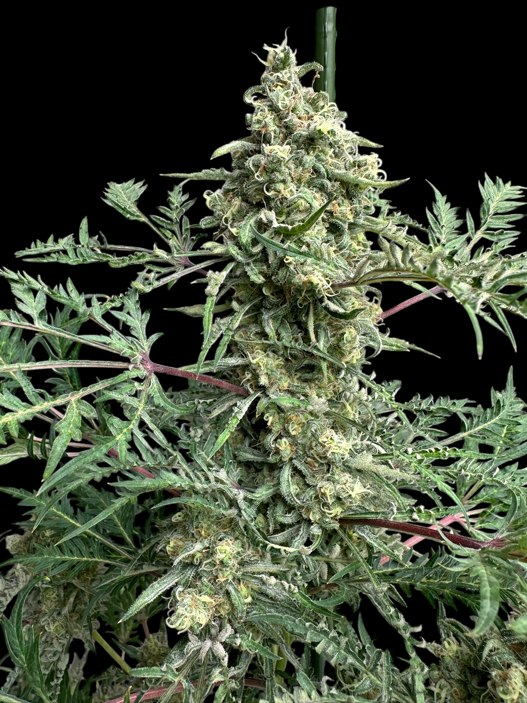Chem Raptor© (Mentha de Croco #51 F2 × Mentha de Croco "Fusion Raptor F3")