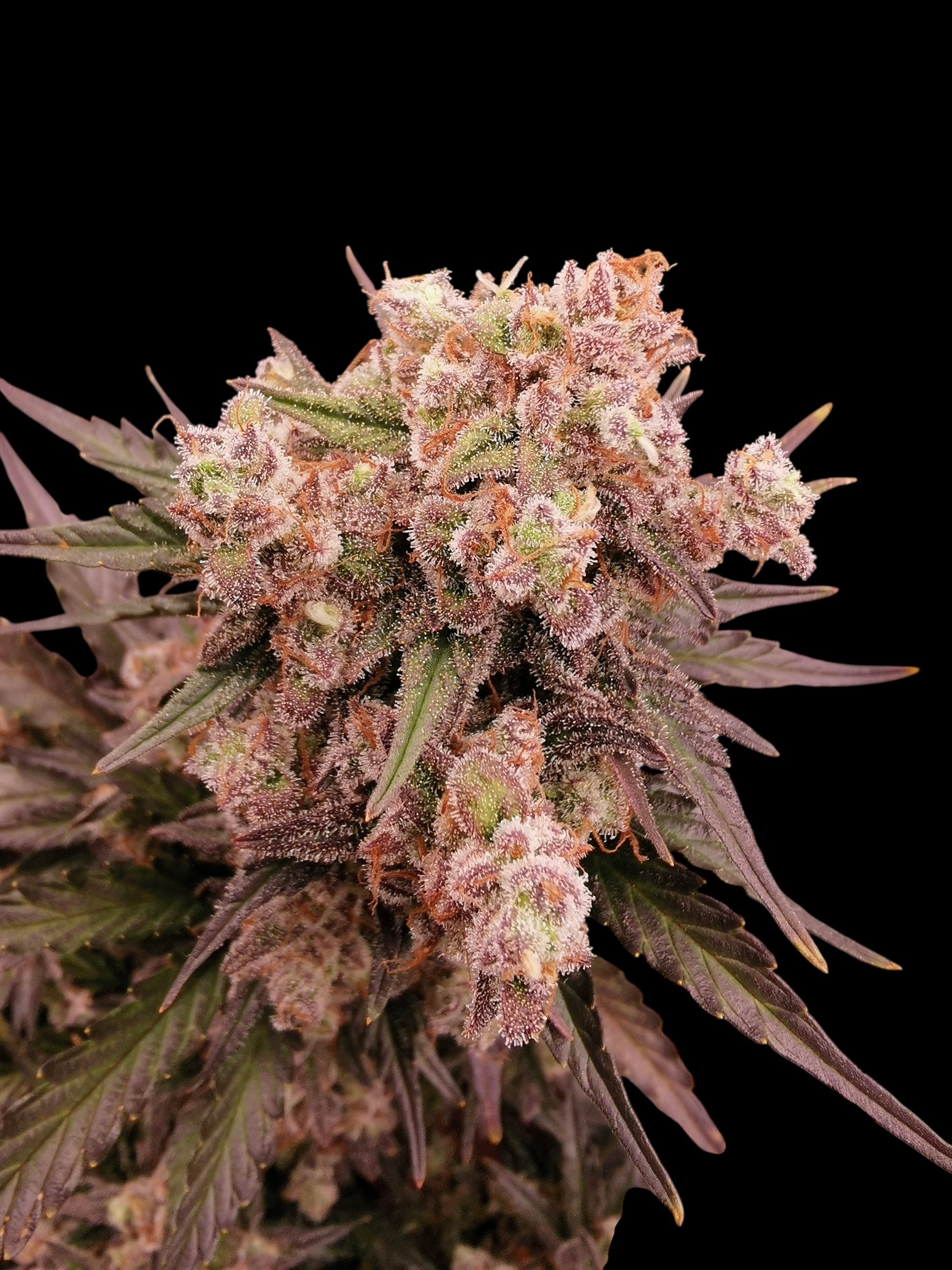 Mentha de Melon© Fem