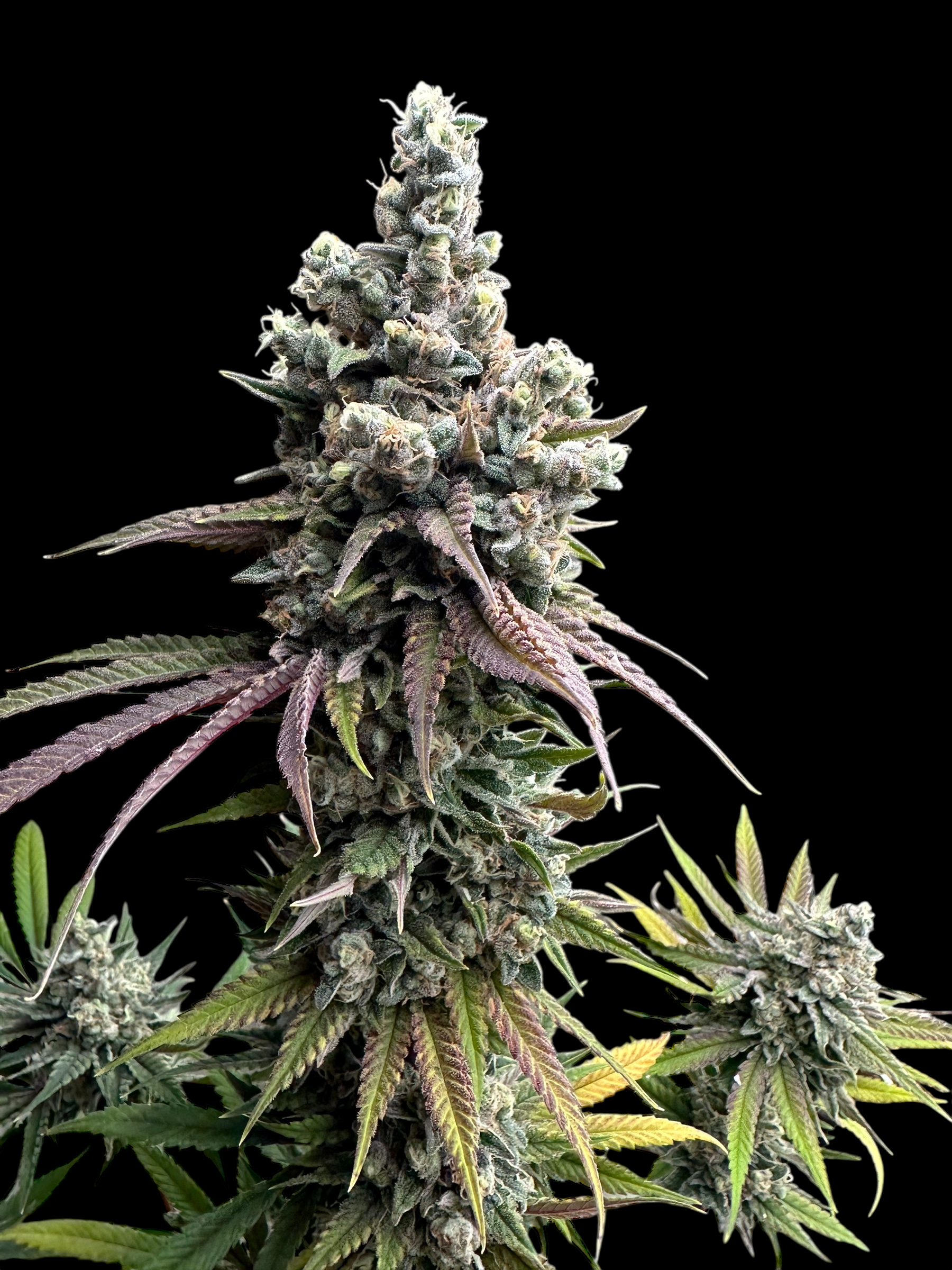 Cheddar Mintz© (Melon Cheddar x Mentha de Croco F1 "Fern-Type")