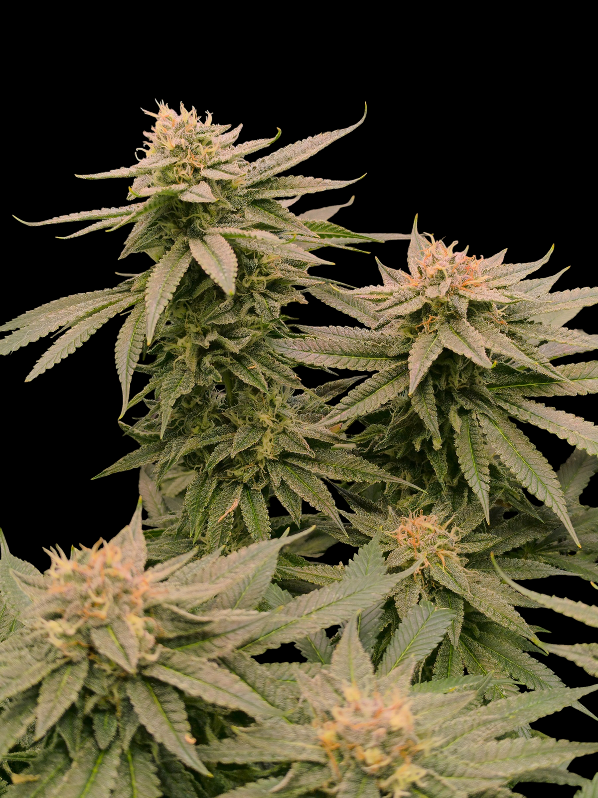 Mint & Peaches© (Blue Peach × Mentha de Croco Bx1 Fern)