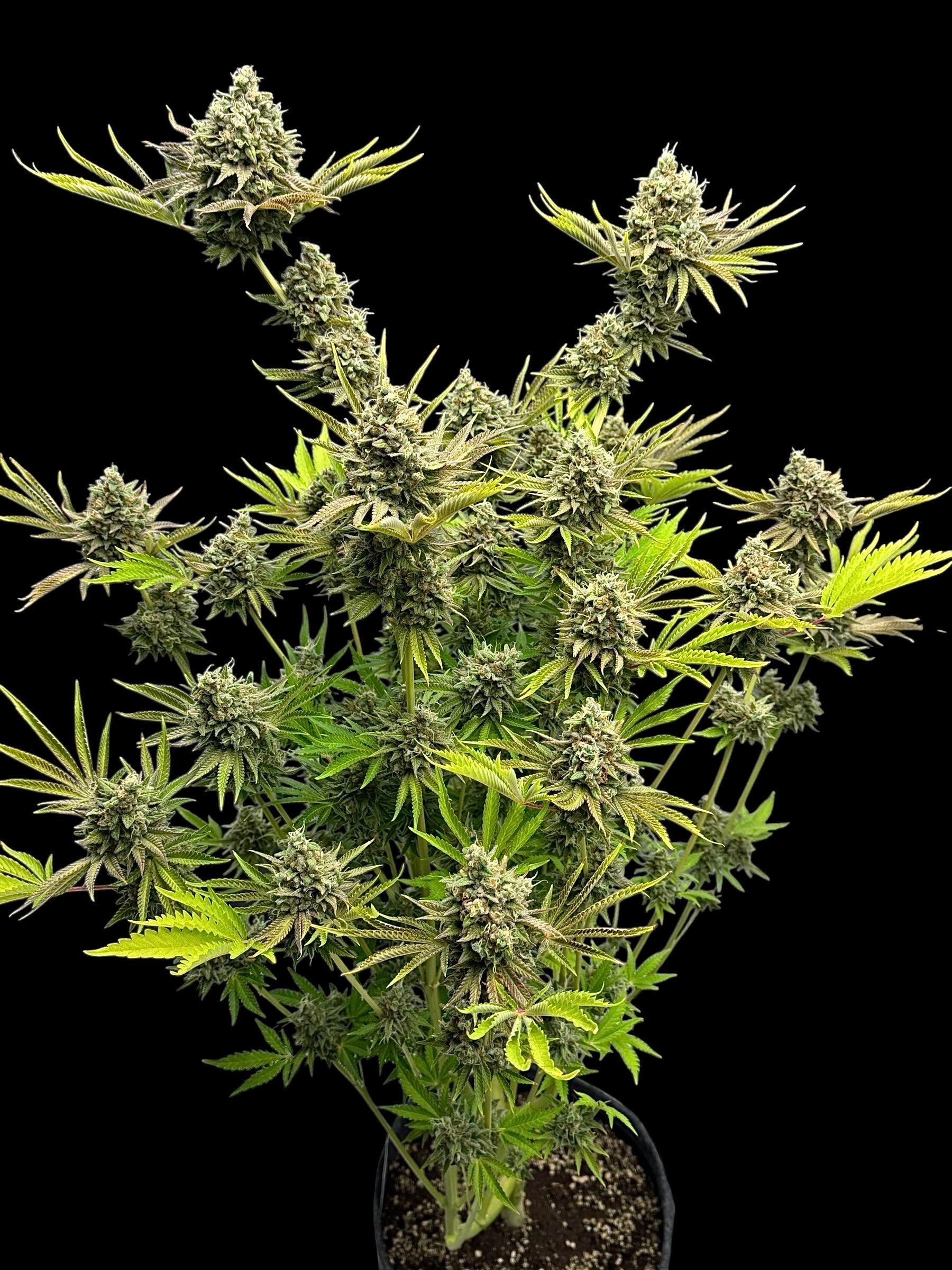 Dirty Sour© (Sour Diesel Bx2 x Mentha de Croco Bx1 Fern)