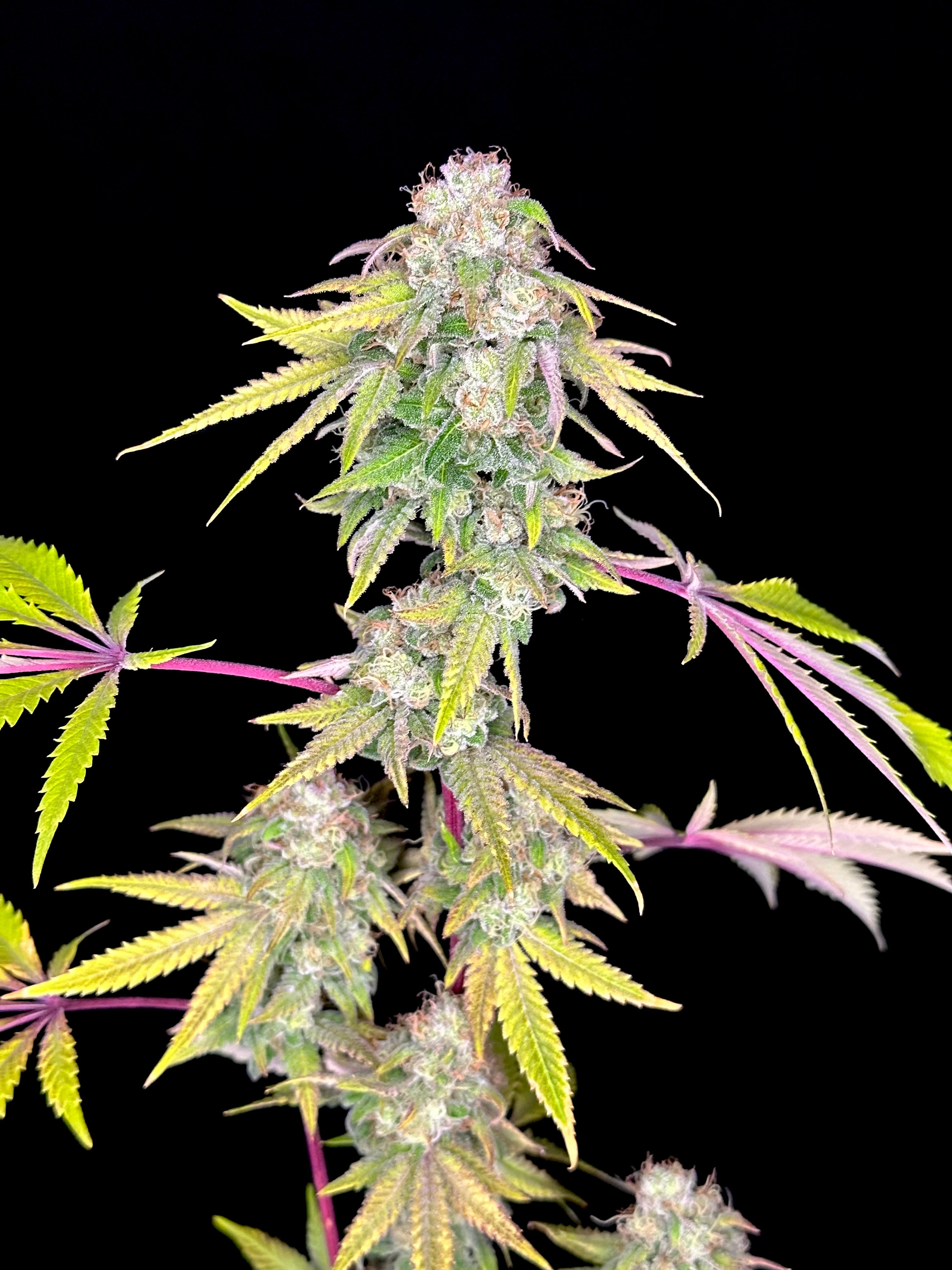 FFC Chembanger© (Forbidden Fruit Cake x Headbanger) × Mentha de Croco Bx1 Fern)